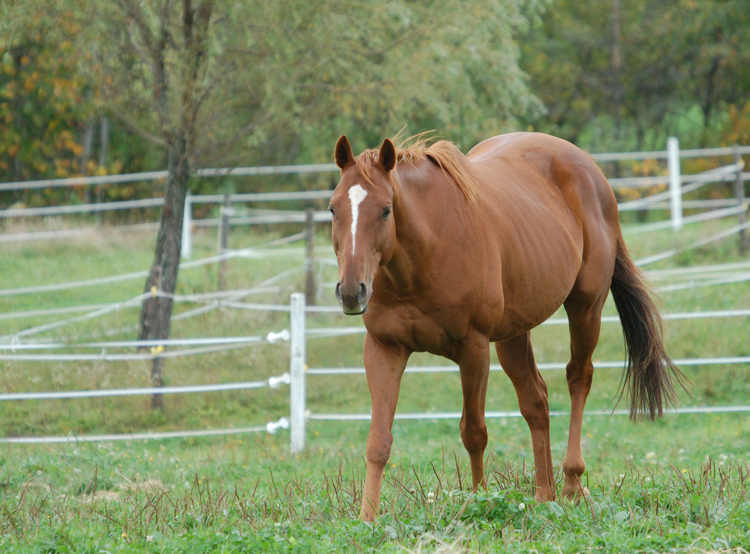 PCデスクトップに動物, 馬画像を無料でダウンロード