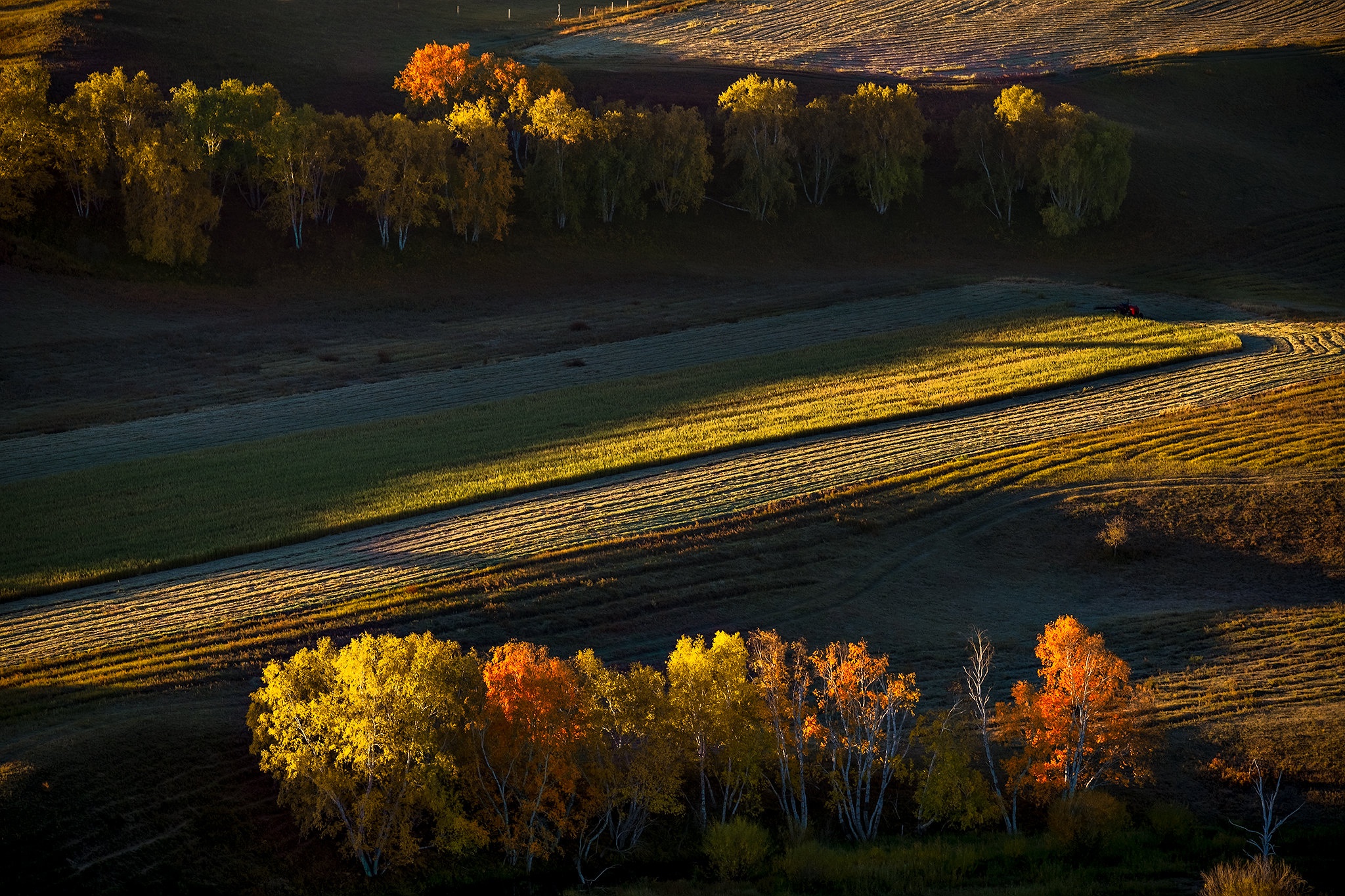 Download mobile wallpaper Tree, Fall, Earth, Field for free.