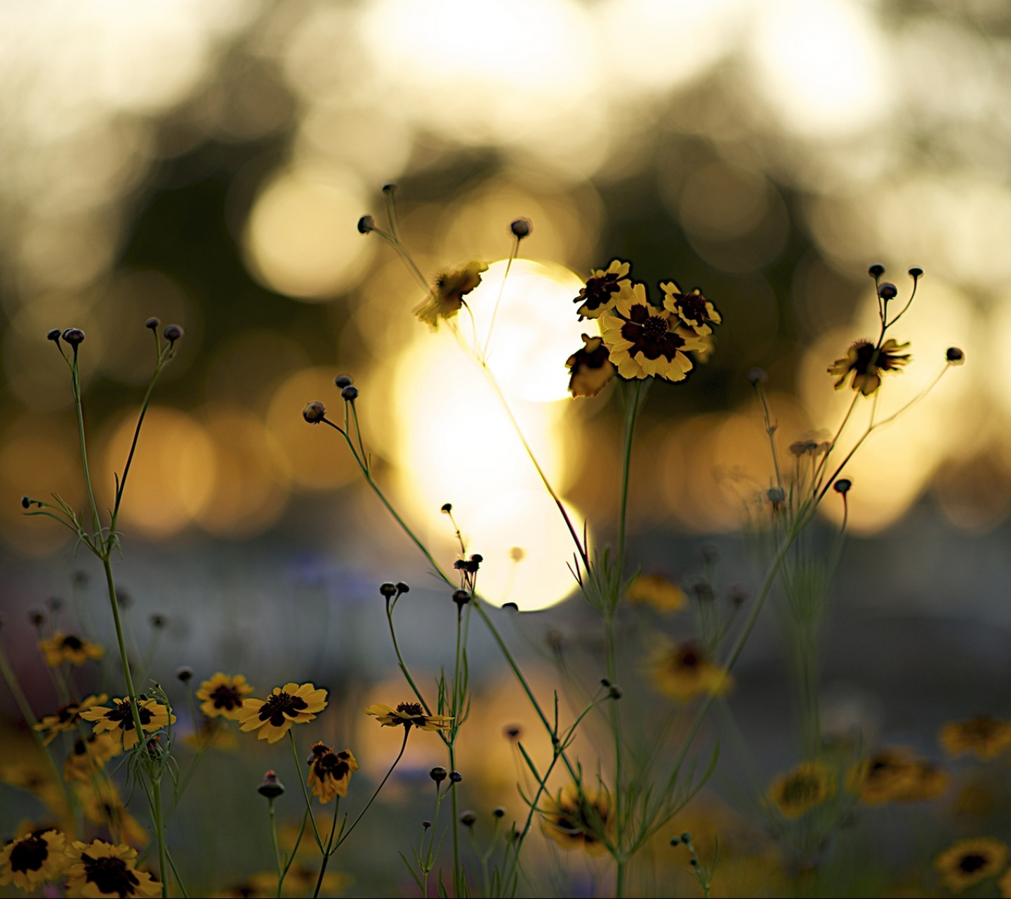 Téléchargez gratuitement l'image Fleurs, Fleur, Terre/nature sur le bureau de votre PC