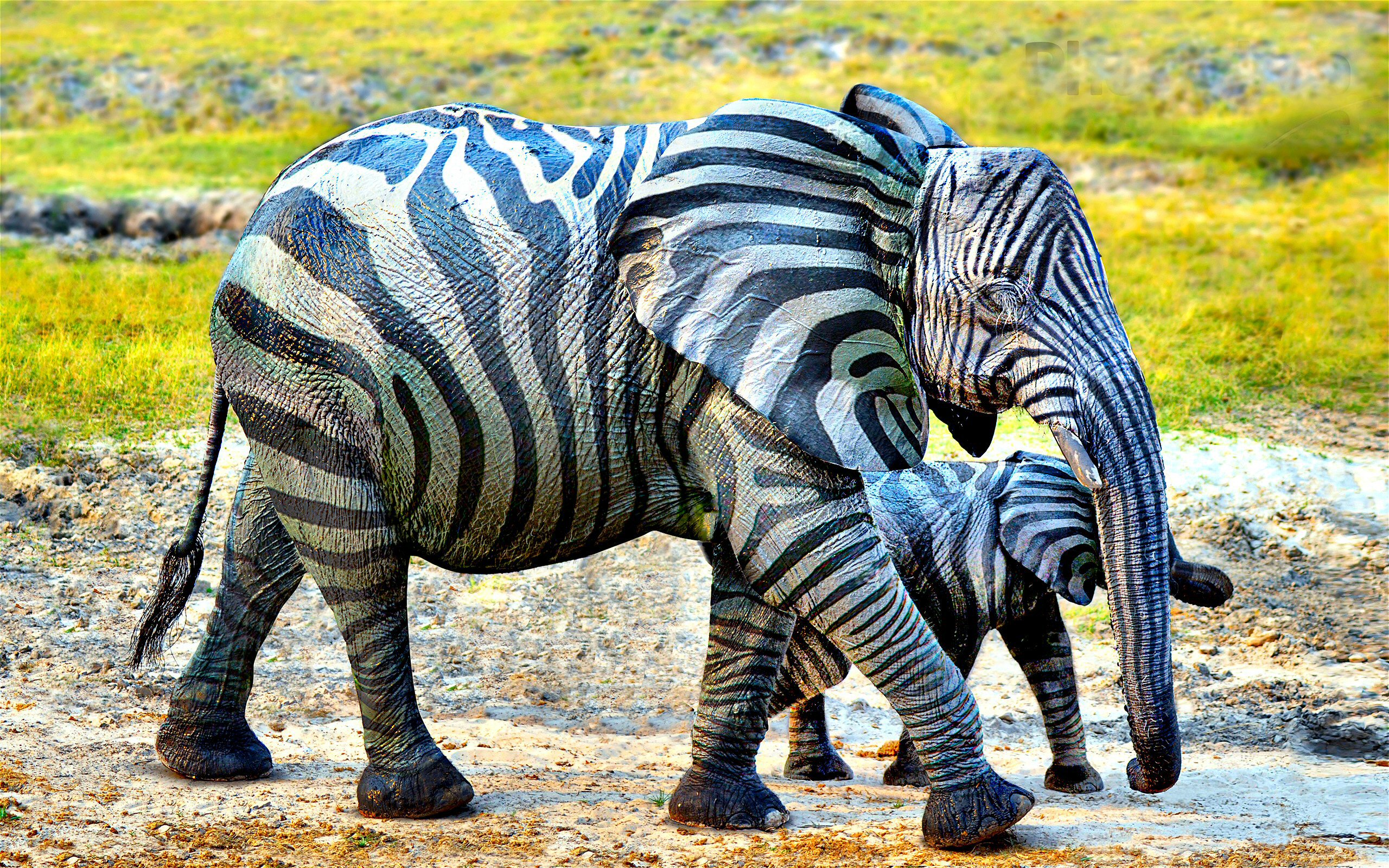 271430 скачать картинку слоны, животные, африканский слон, зебра - обои и заставки бесплатно