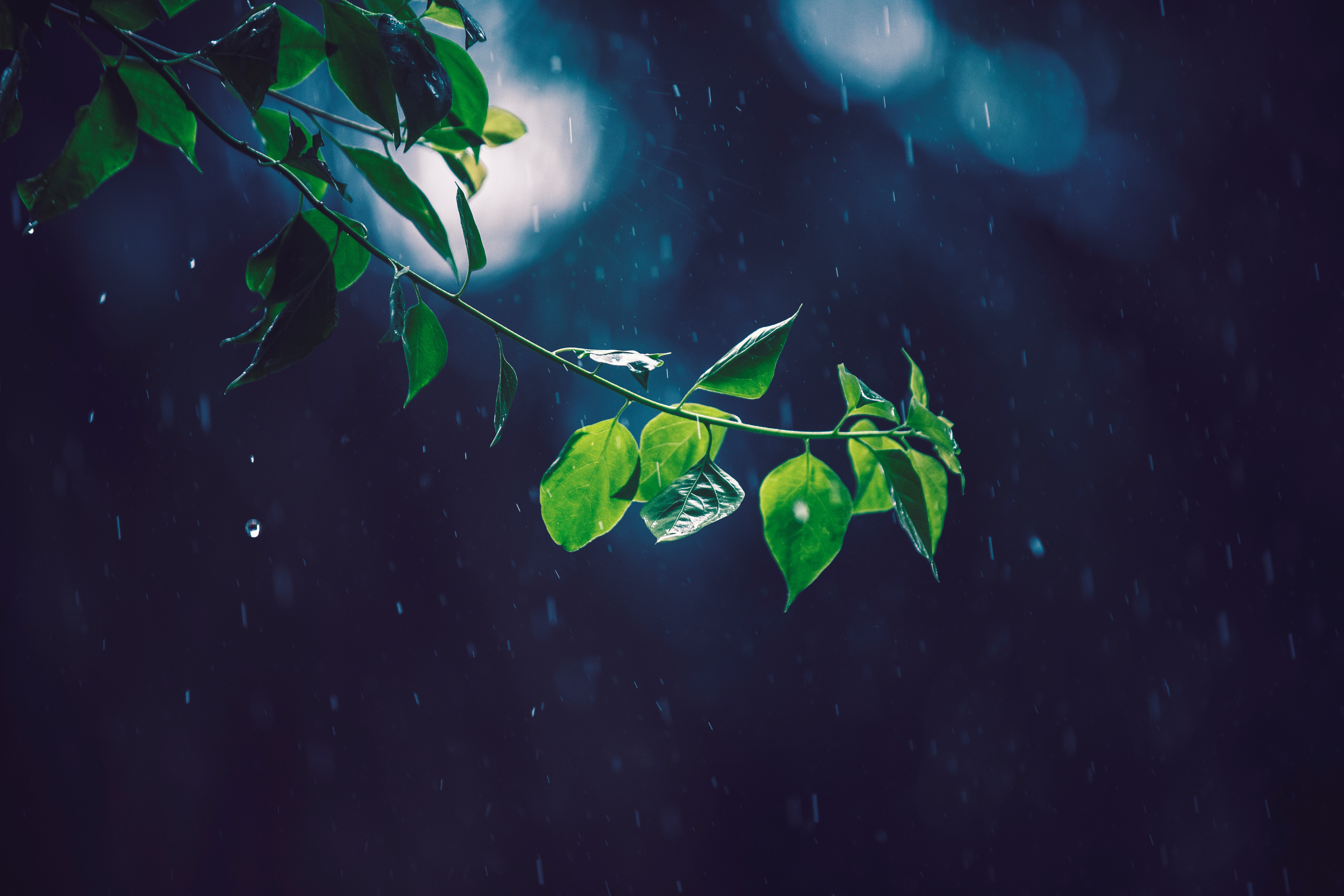 rain, glare, branch, macro, leaves 8K