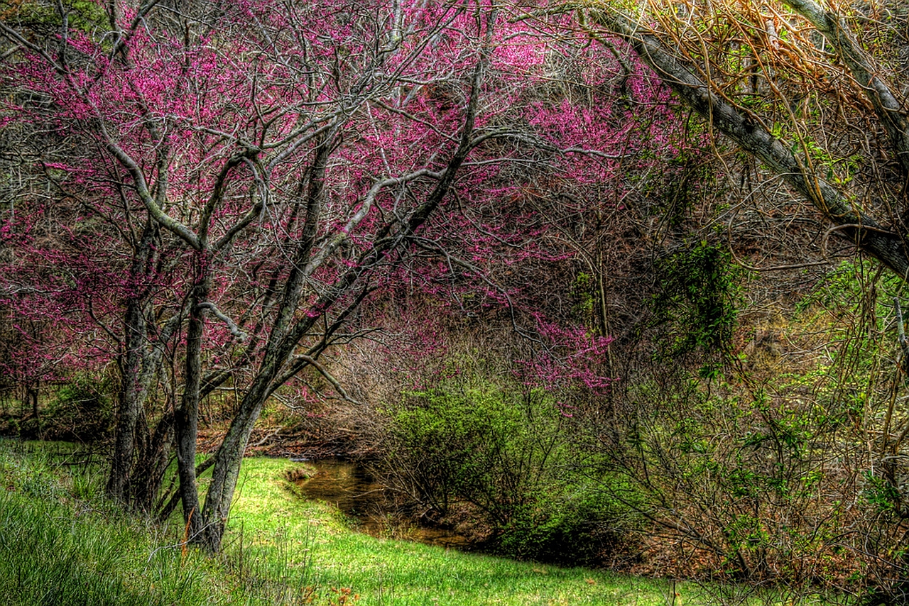 Descarga gratis la imagen Árbol, Tierra/naturaleza en el escritorio de tu PC