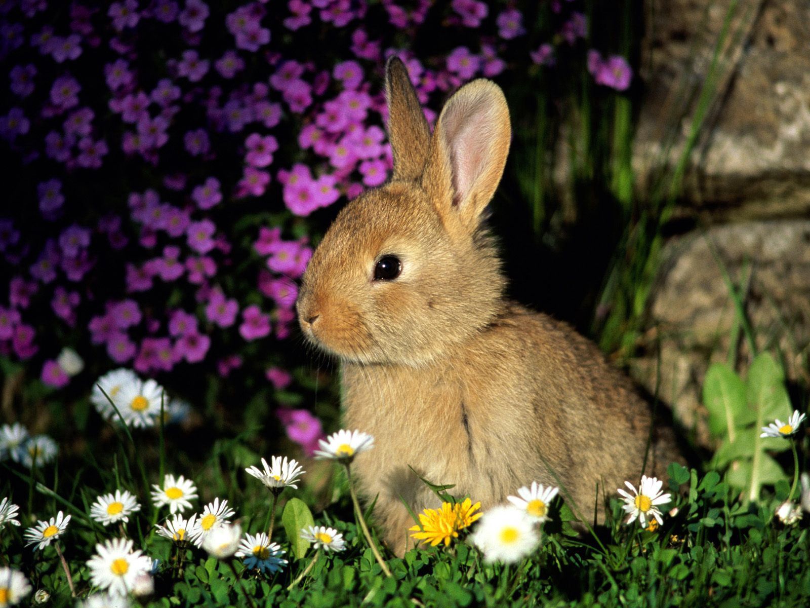 PCデスクトップに動物, フラワーズ, 草, 影, キッド, トット, 兎, ウサギ画像を無料でダウンロード