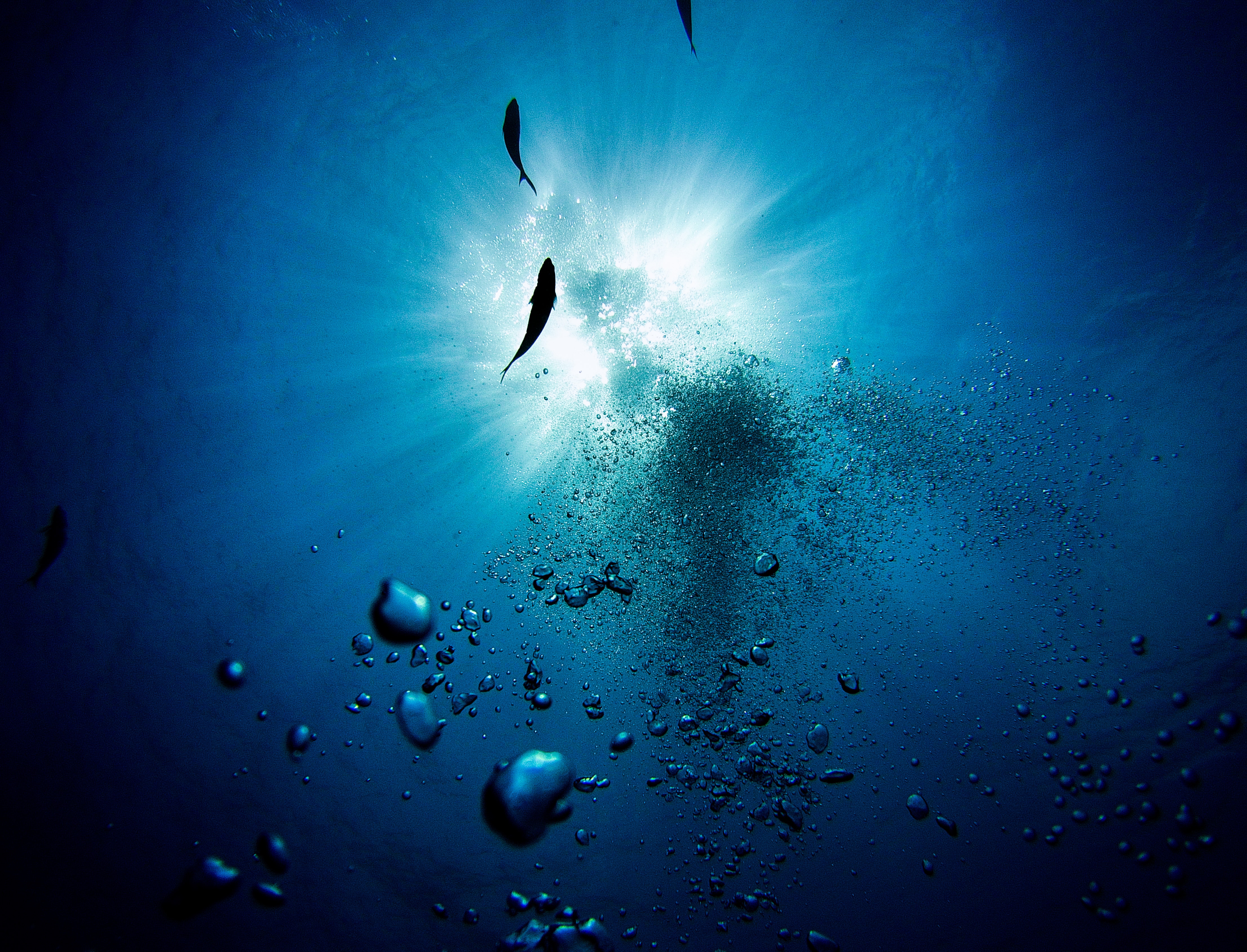 152664 скачать картинку глубина, подводный, вода, разное, рыбы, пузыри - обои и заставки бесплатно