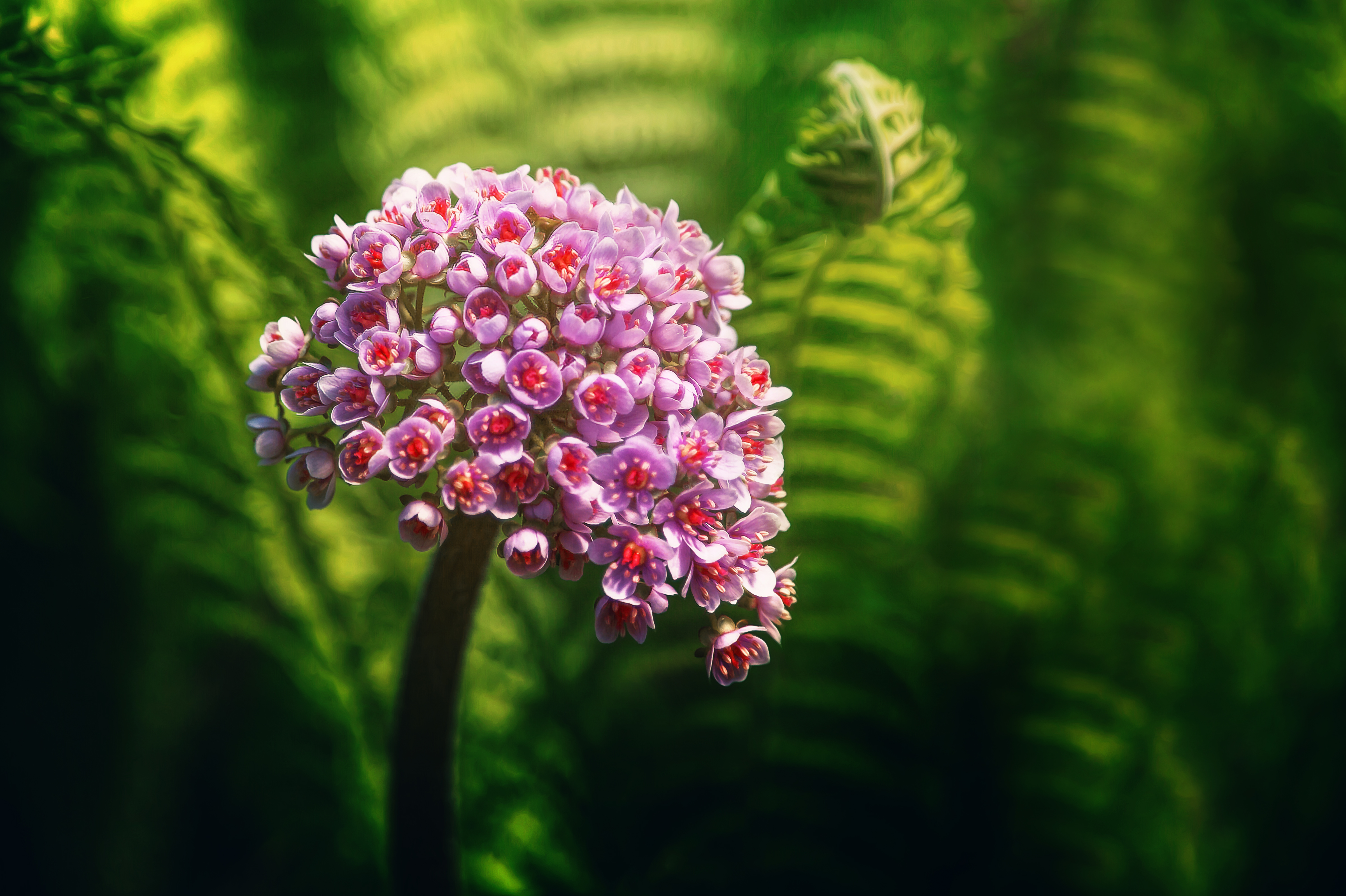 Download mobile wallpaper Flower, Plant, Fern, Earth, Bokeh for free.