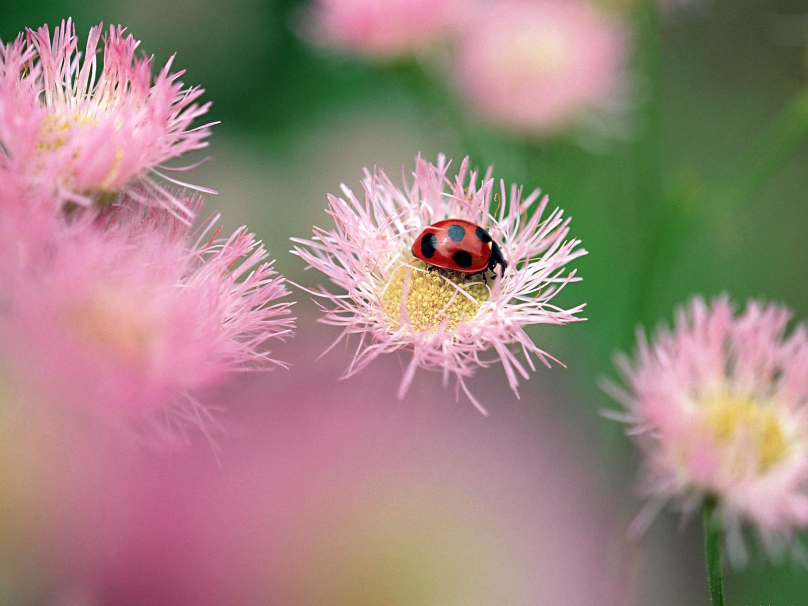 Download mobile wallpaper Ladybird, Glare, Macro, Ladybug, Flowers, Insect, Bright for free.