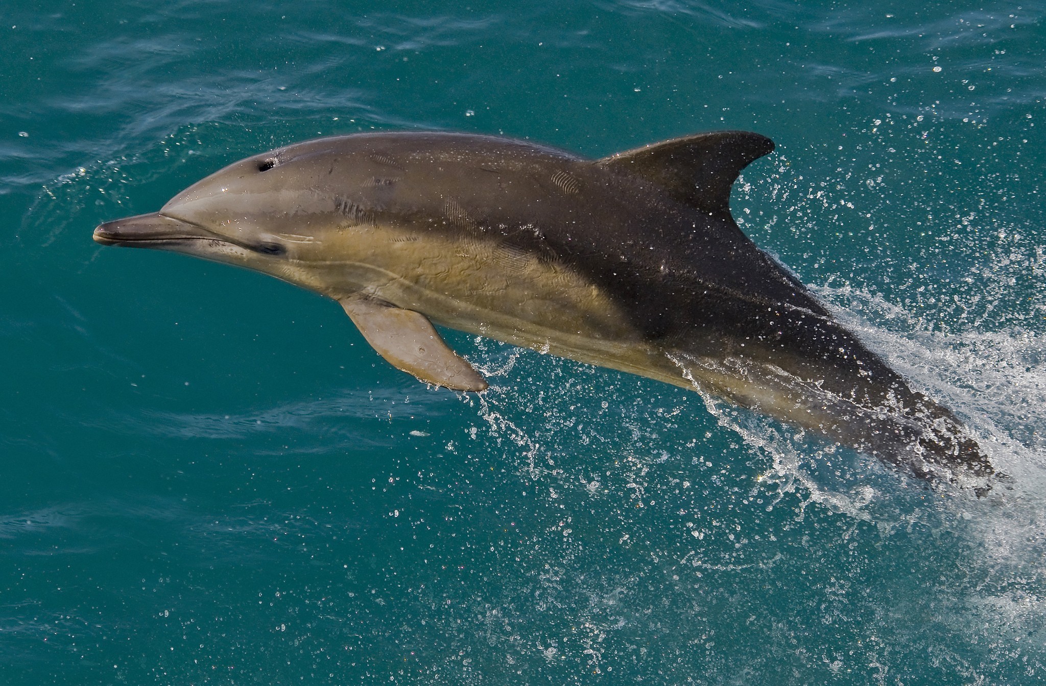 660013 descargar imagen animales, delfin, salto: fondos de pantalla y protectores de pantalla gratis