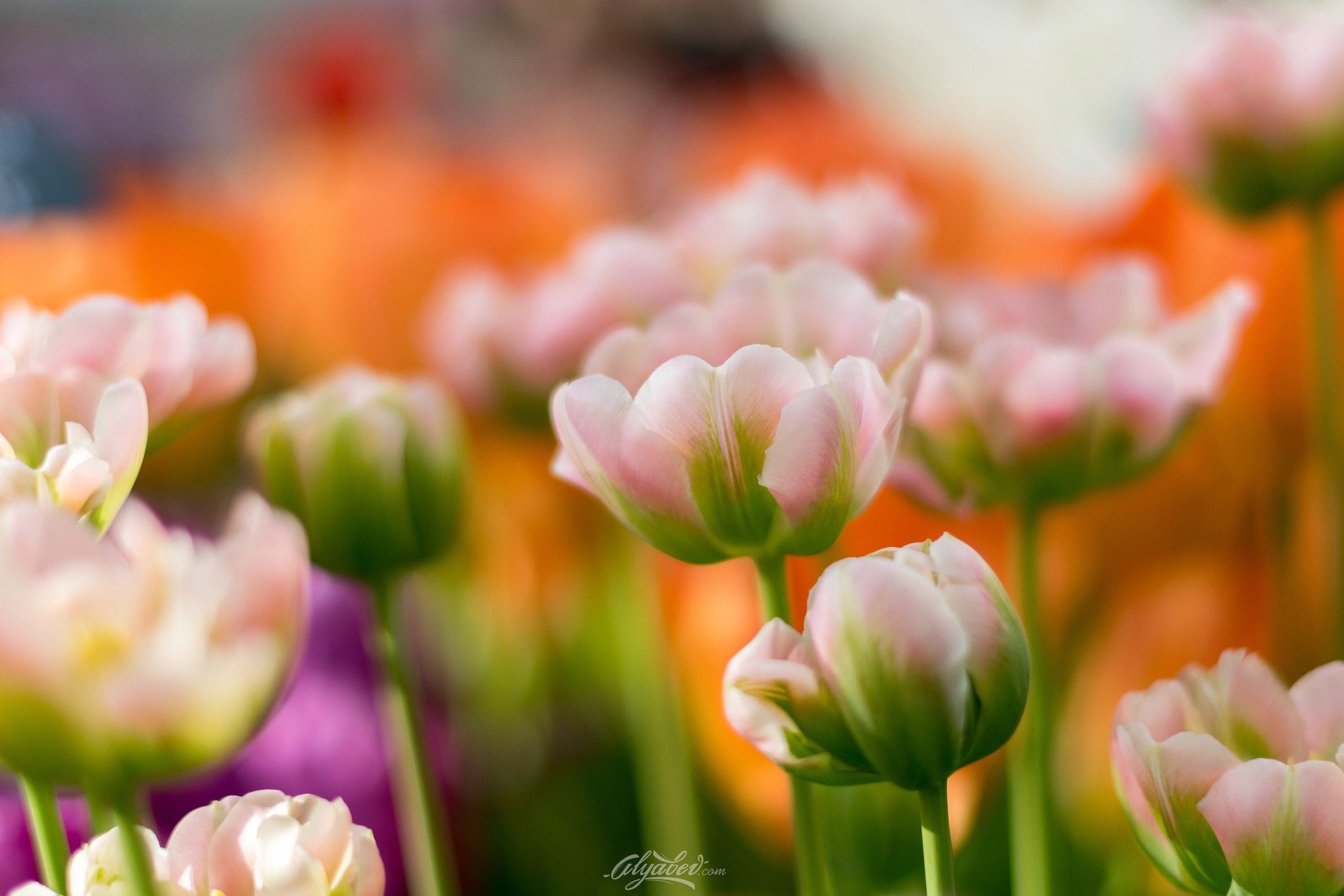 Baixe gratuitamente a imagem Tulipa, Flores, Flor, Terra/natureza na área de trabalho do seu PC