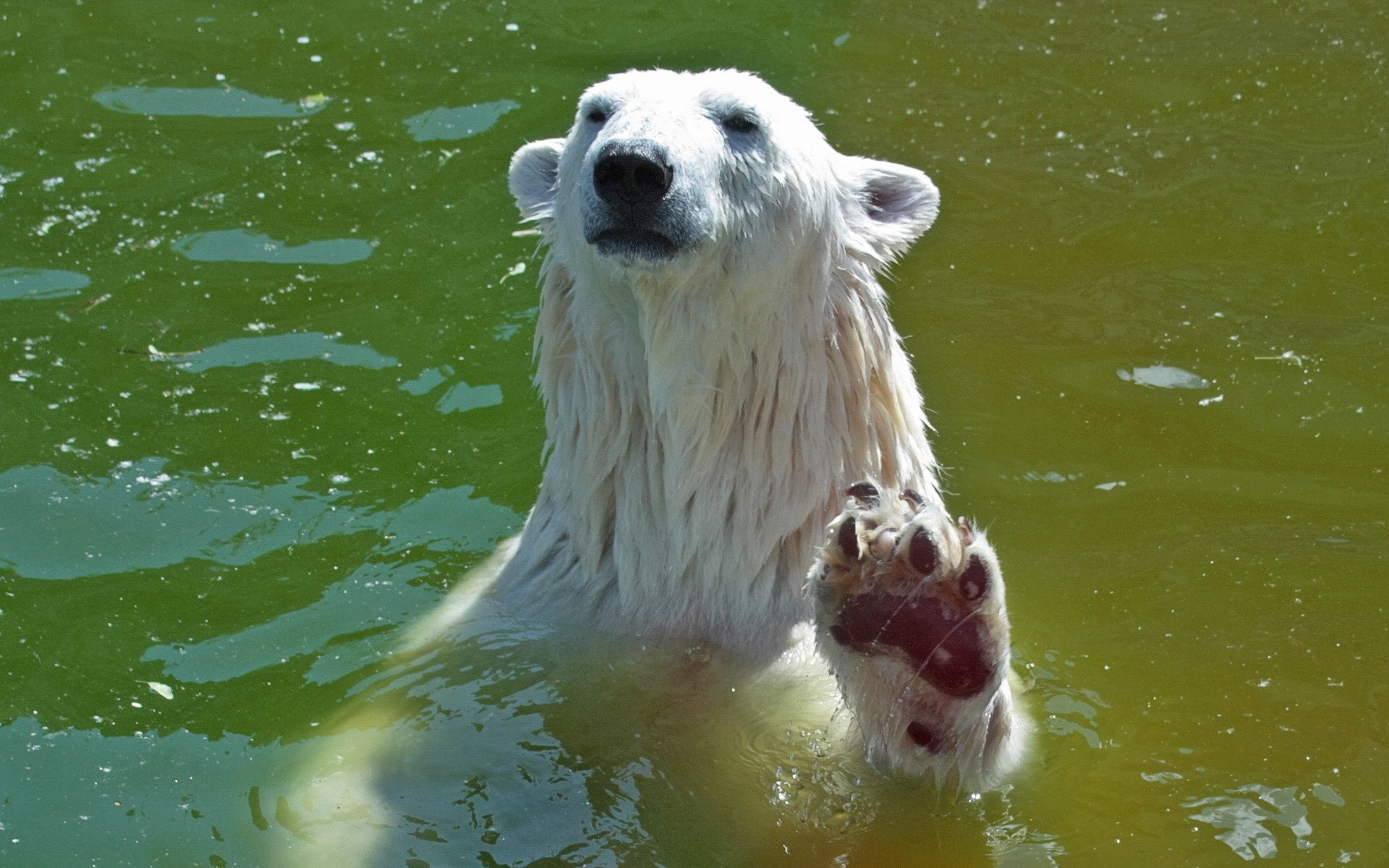Baixe gratuitamente a imagem Ursos, Urso Polar, Animais na área de trabalho do seu PC