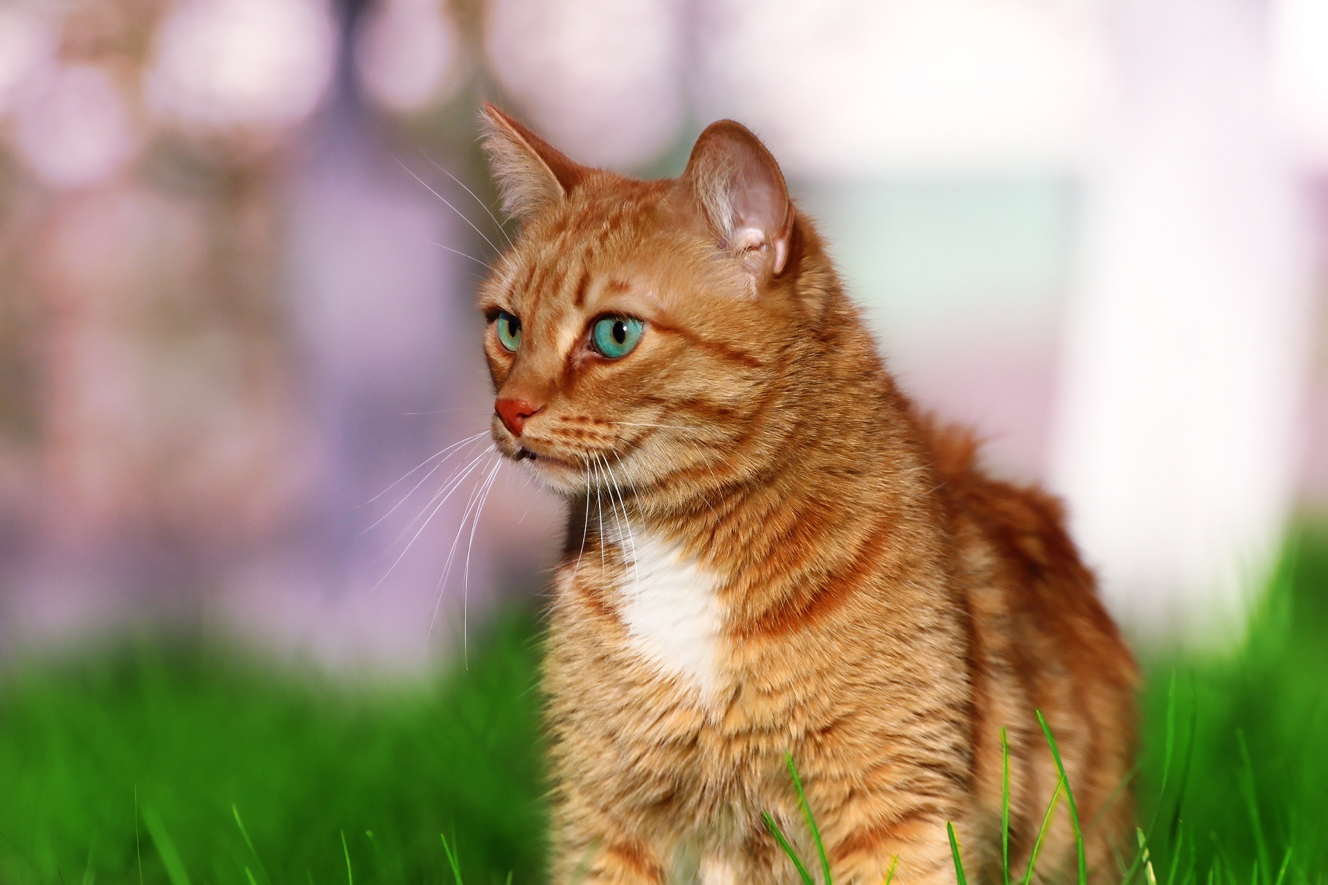 Free download wallpaper Cats, Cat, Animal, Depth Of Field on your PC desktop