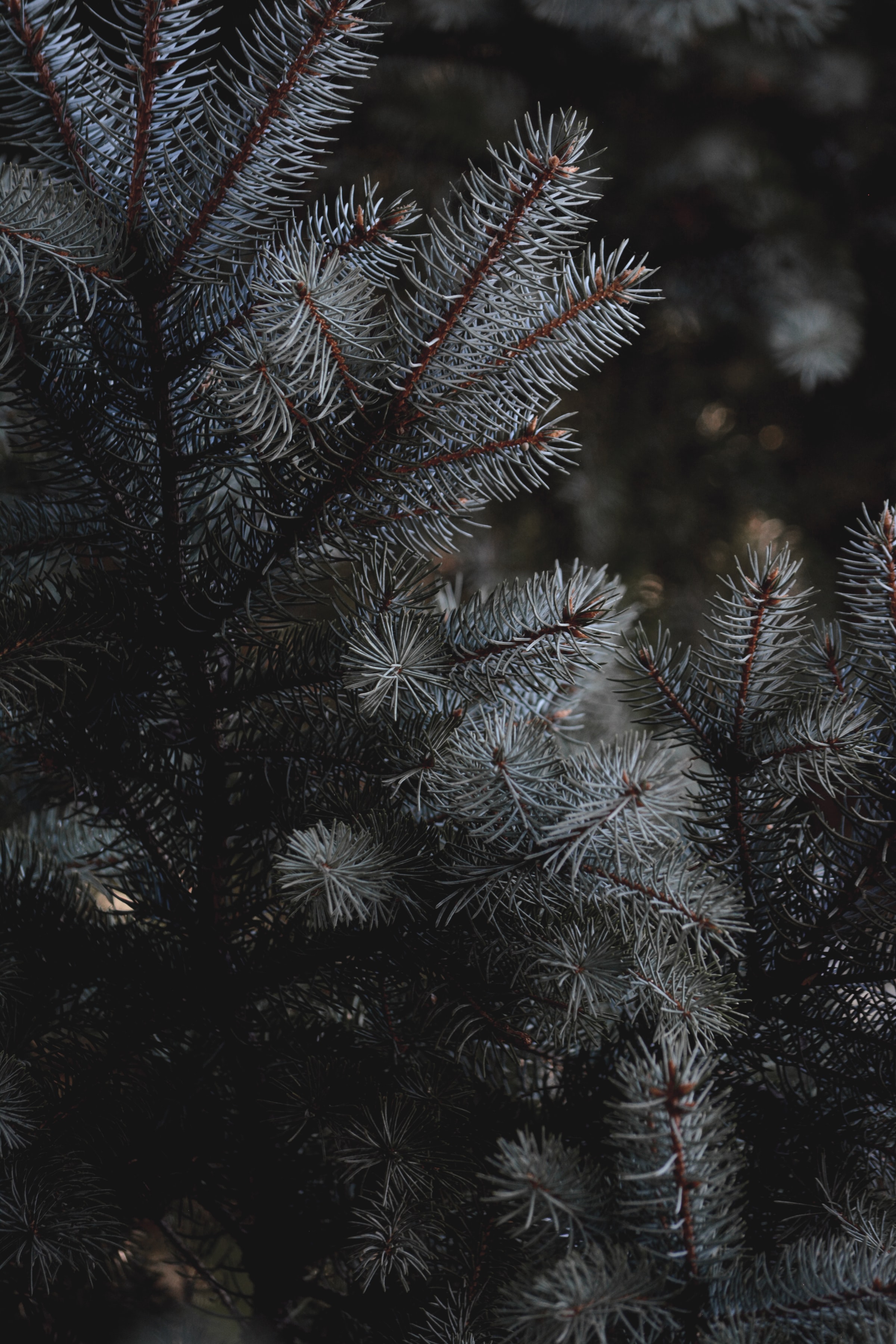 Free download wallpaper Needle, Macro, Spruce, Fir, Branches on your PC desktop