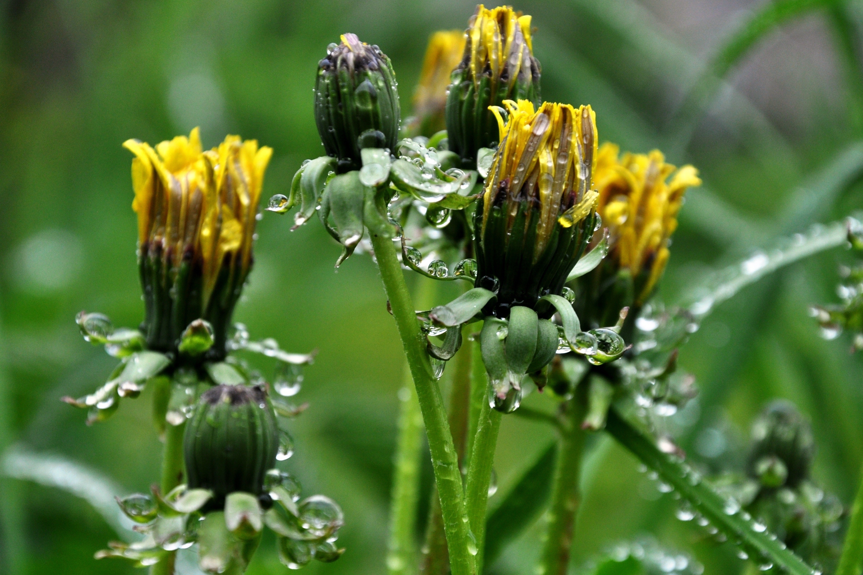 Descarga gratuita de fondo de pantalla para móvil de Flores, Flor, Tierra/naturaleza.