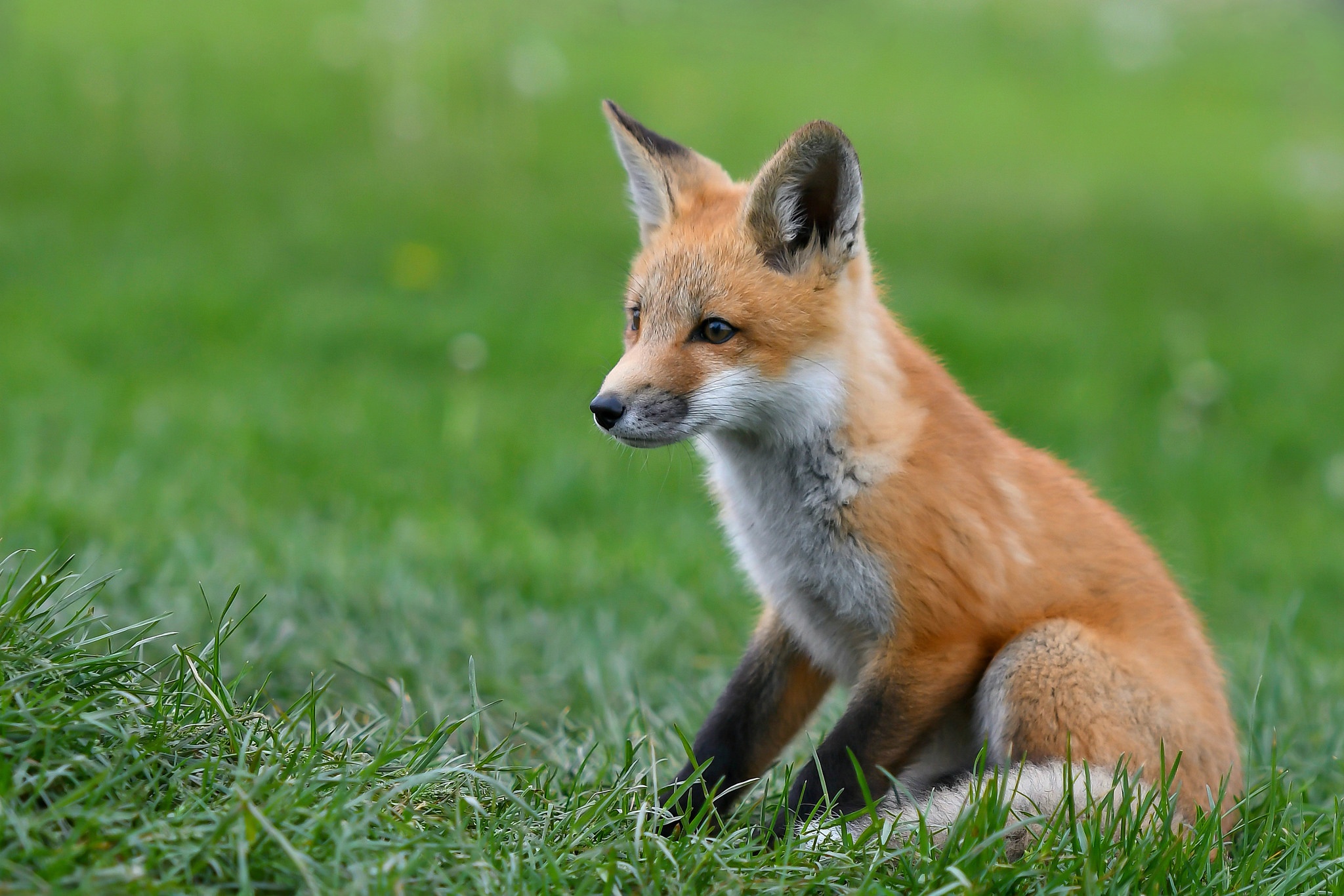 Download mobile wallpaper Fox, Animal, Baby Animal, Cub for free.