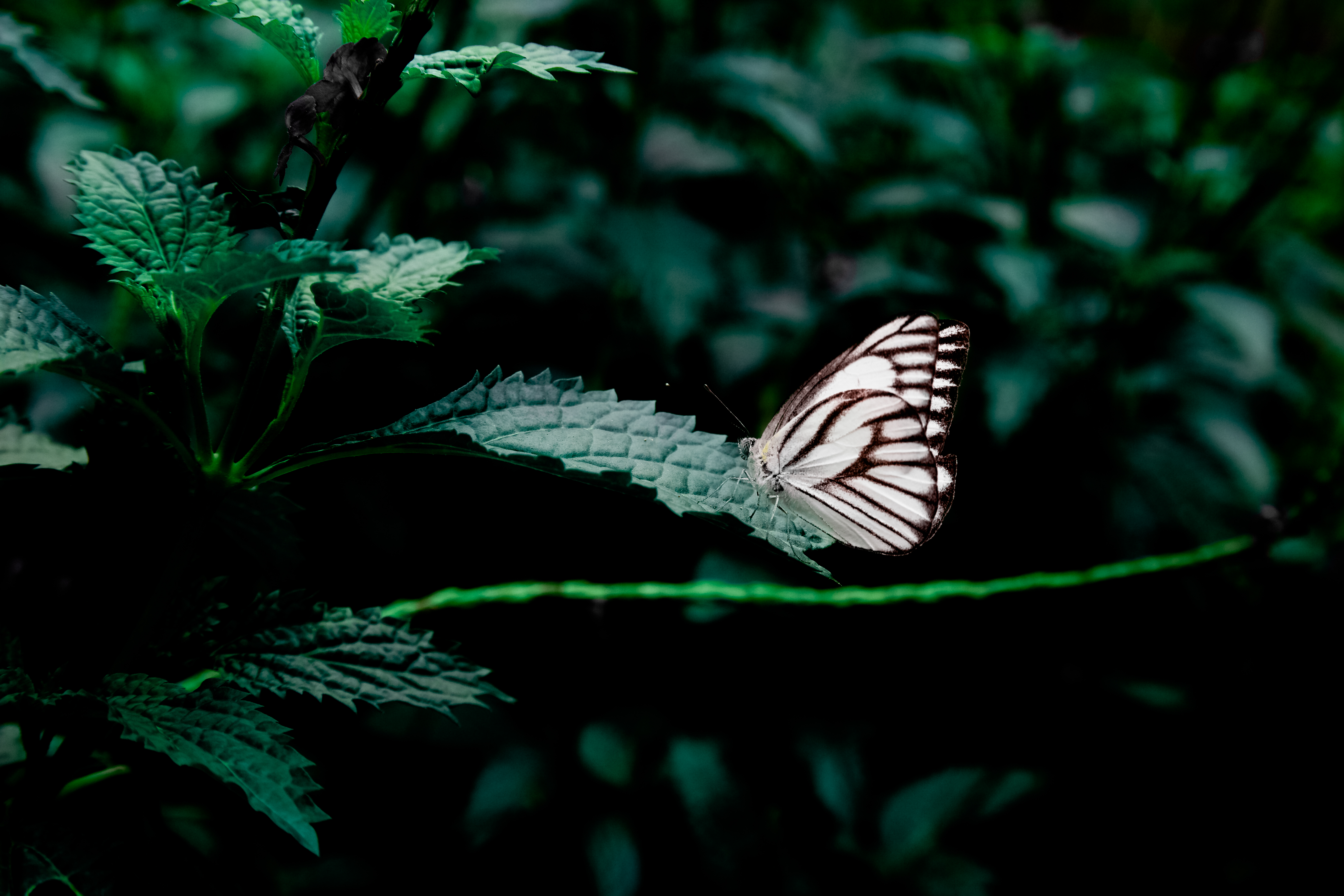 Free download wallpaper Leaves, Insect, Animals, Butterfly on your PC desktop