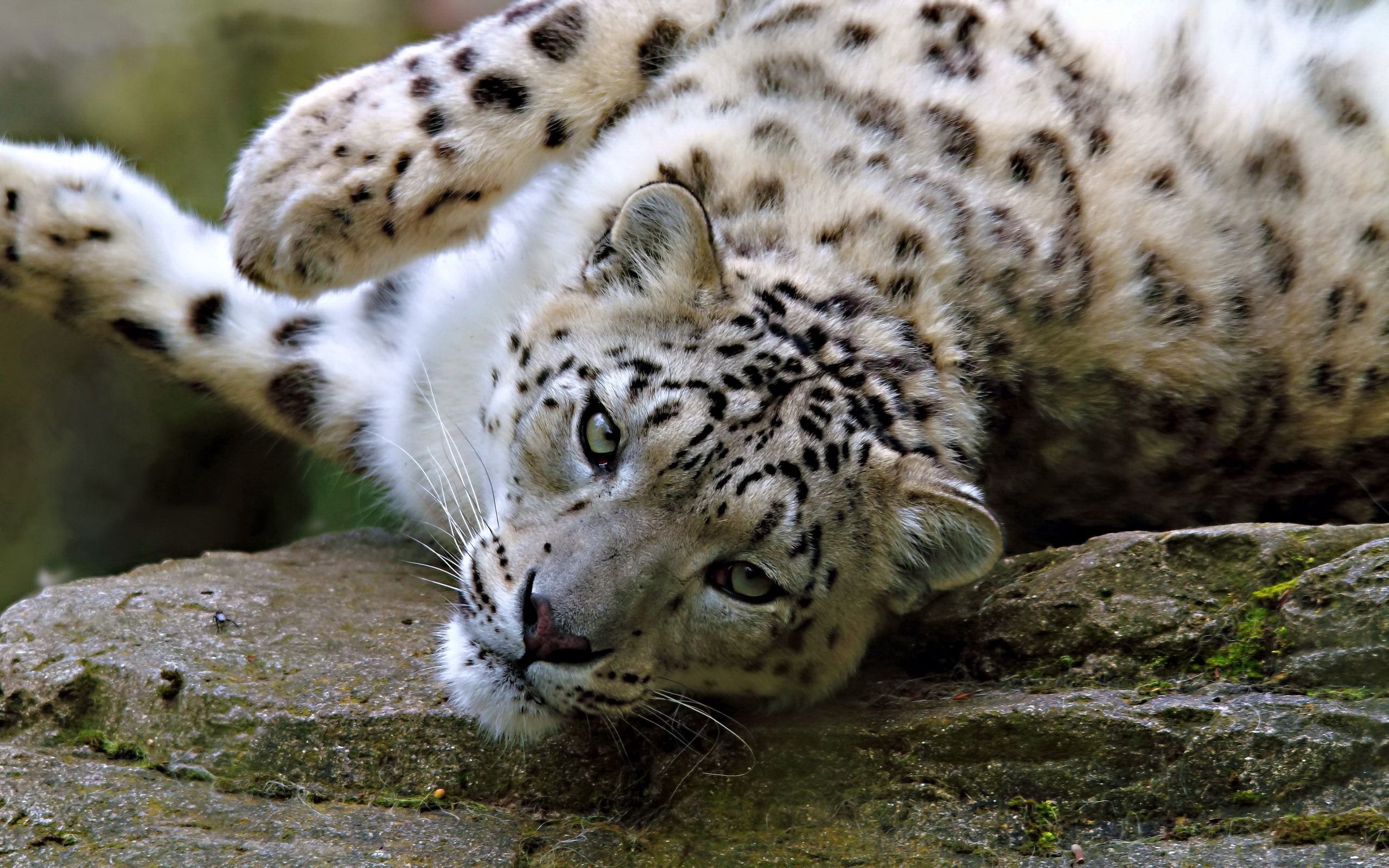 animals, snow, leopard, to lie down, lie, muzzle, spotted, spotty, big cat
