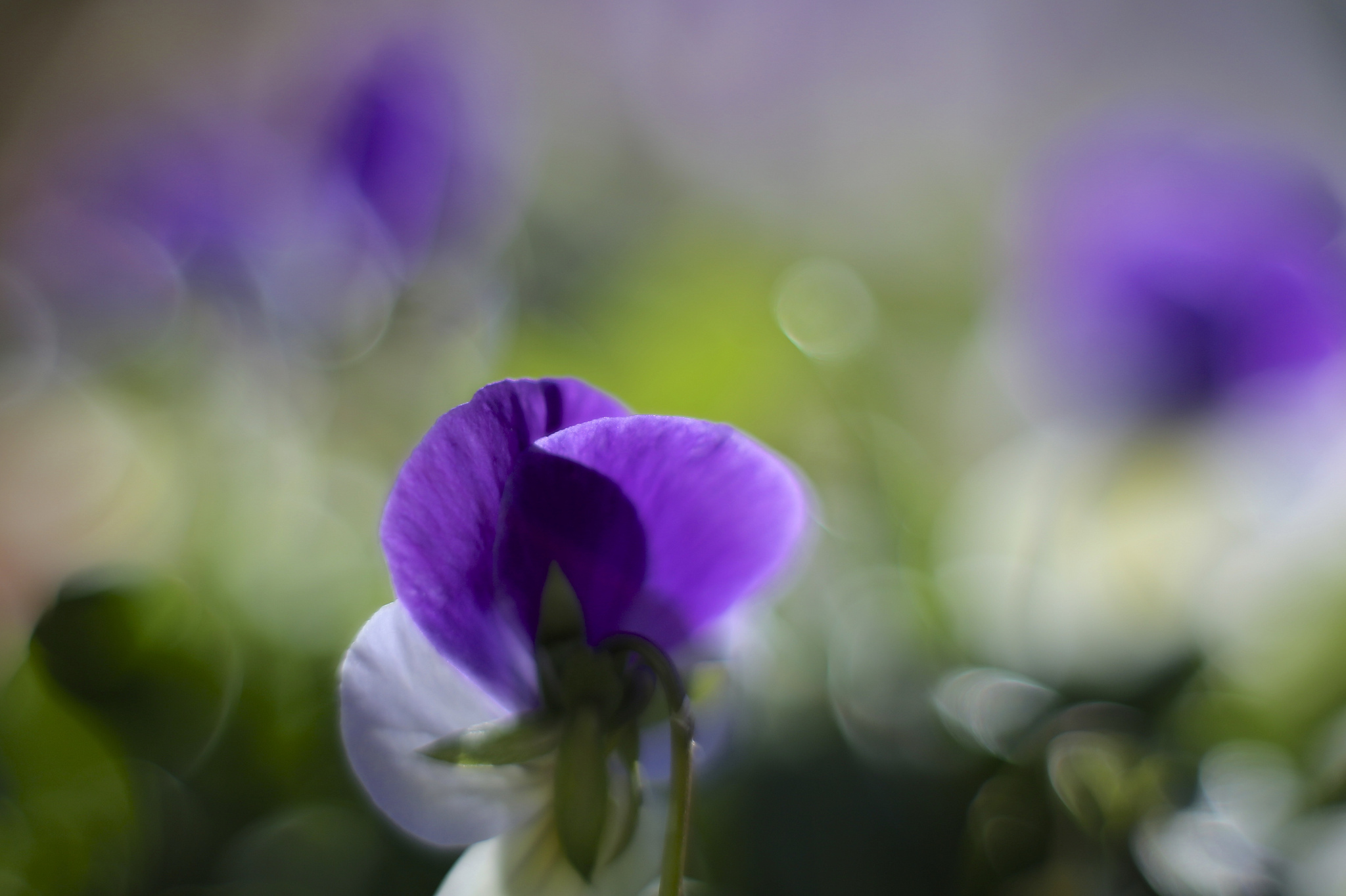 Download mobile wallpaper Flowers, Earth, Pansy for free.