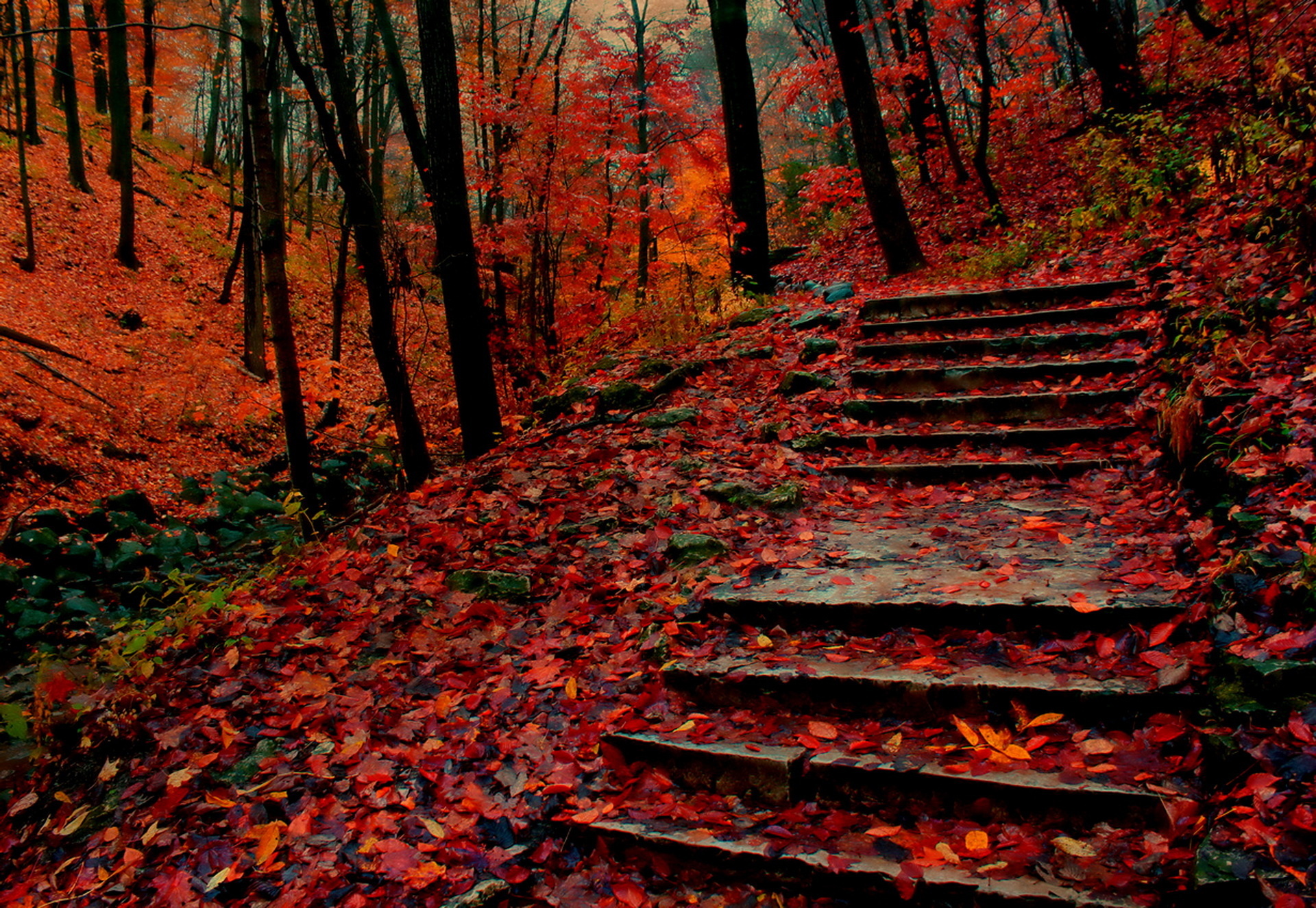 man made, path, fall, forest, park, stairs, steps, tree