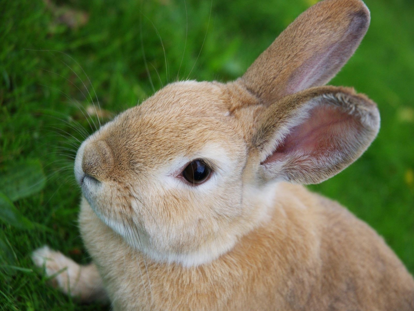 rabbits, animals Desktop Wallpaper