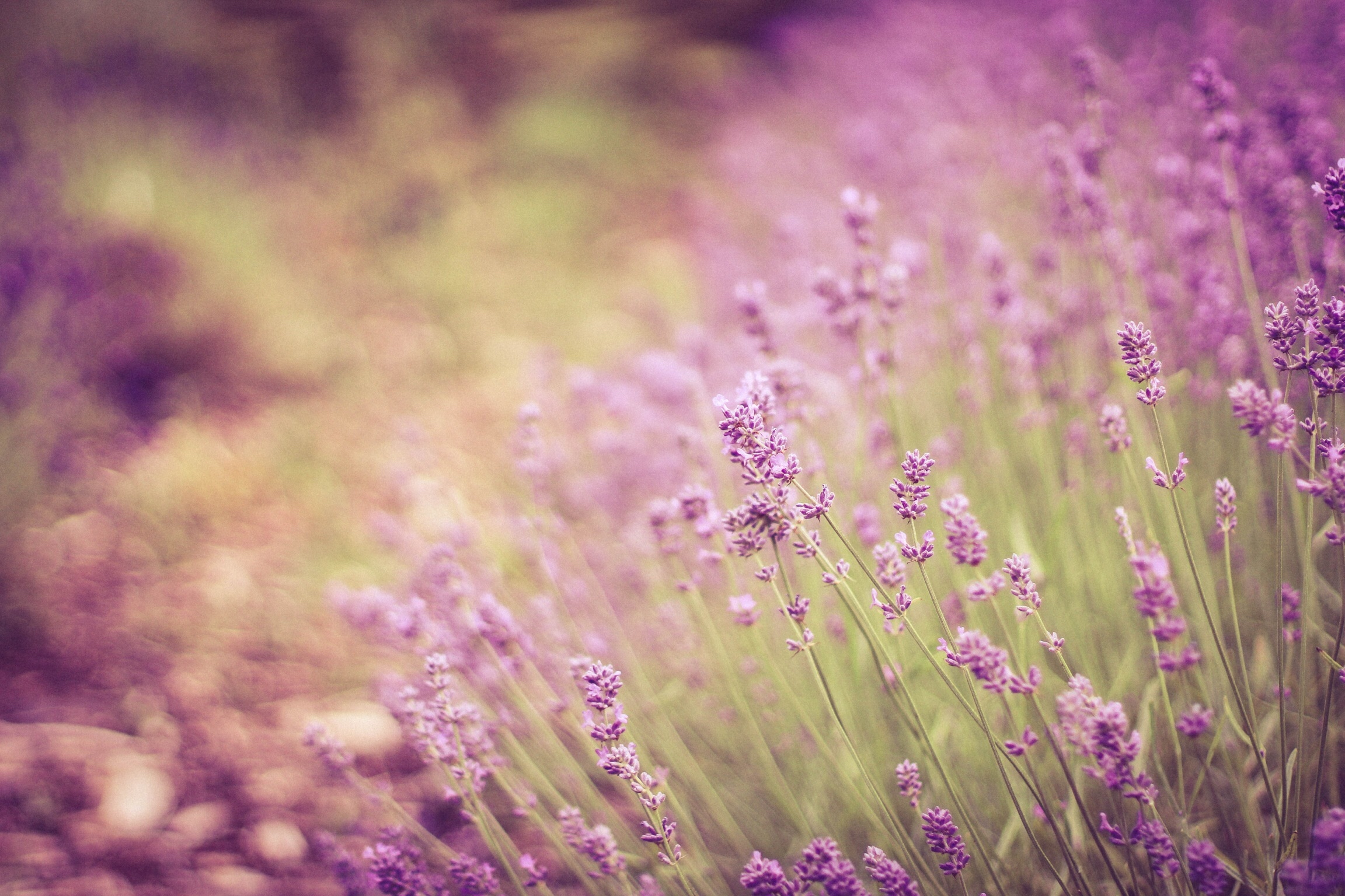 Download mobile wallpaper Nature, Flowers, Flower, Blur, Earth, Lavender, Purple Flower for free.
