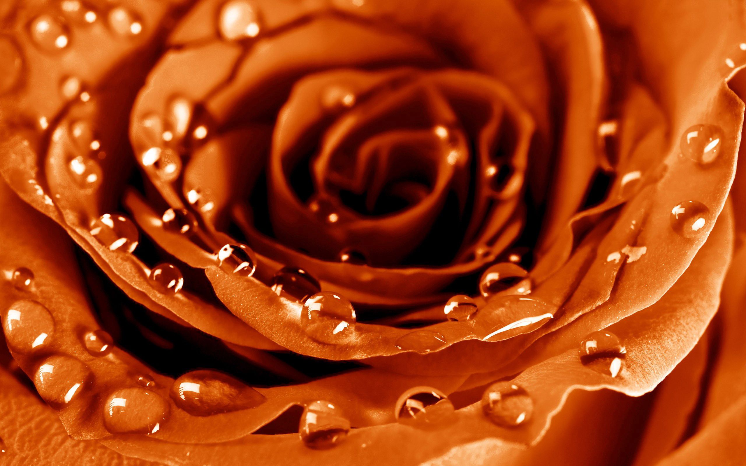 Téléchargez gratuitement l'image Rosée, Macro, Fleur, Pétales, Drops, Une Rose, Rose sur le bureau de votre PC
