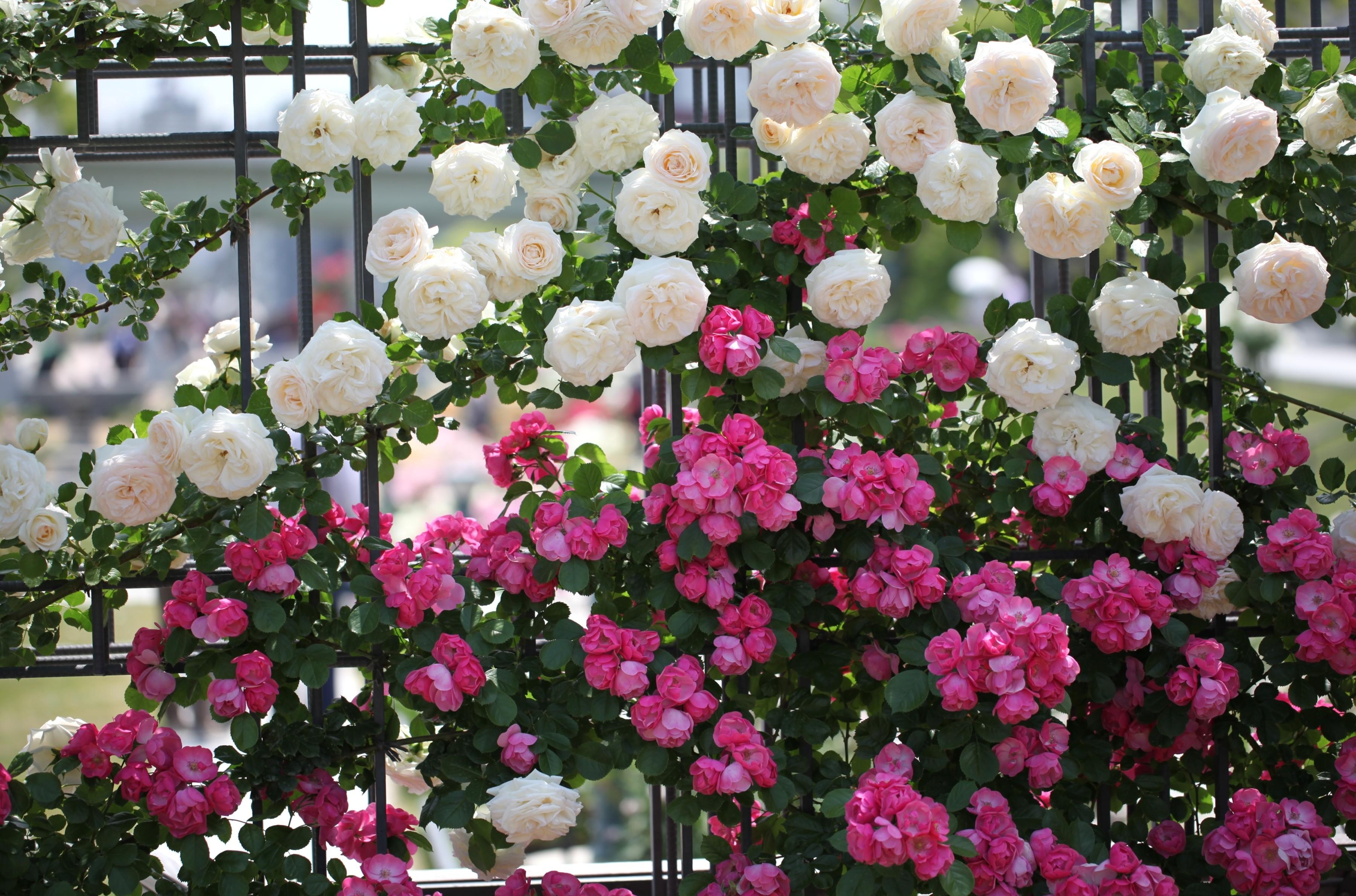 128888 скачать картинку розы, зелень, разные, красиво, цветы, ограда - обои и заставки бесплатно