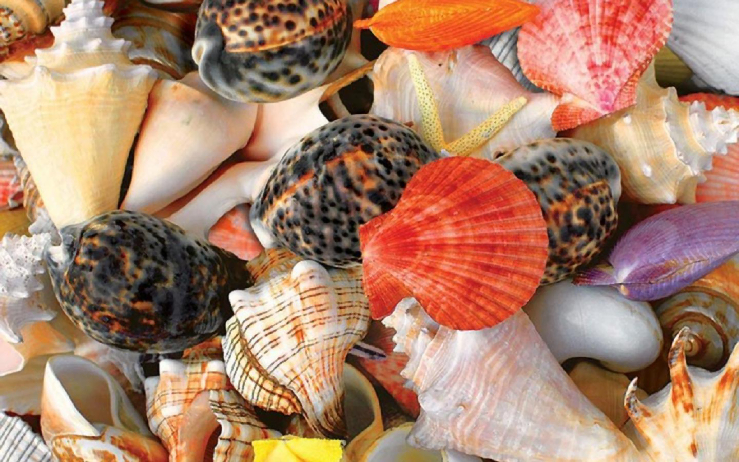 Free download wallpaper Earth, Colors, Colorful, Shell on your PC desktop