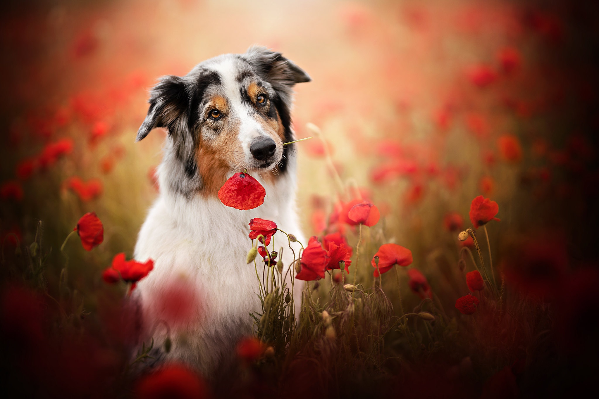 Handy-Wallpaper Tiere, Hunde, Mohn, Hund, Australischer Hirte, Rote Blume kostenlos herunterladen.