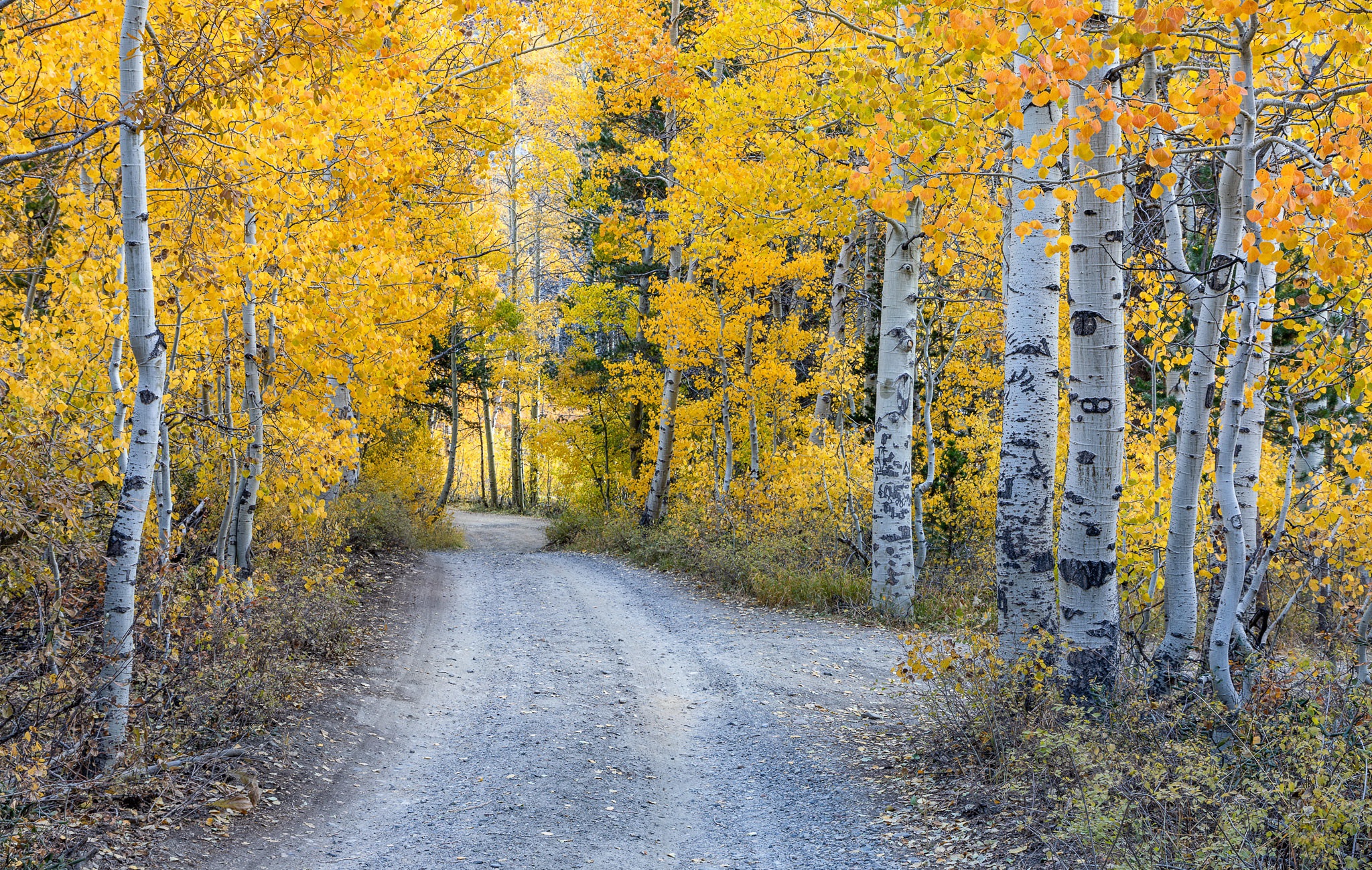 Free download wallpaper Road, Forest, Fall, Path, Birch, Man Made on your PC desktop