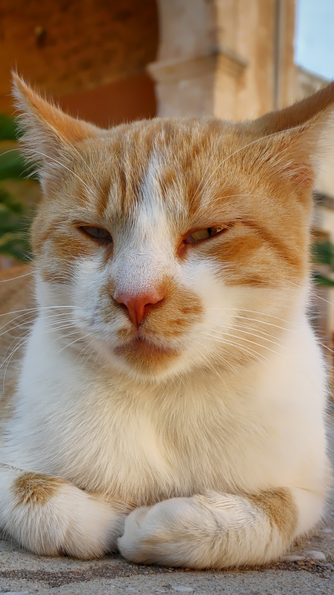 Baixar papel de parede para celular de Animais, Gatos, Gato, Deitado gratuito.