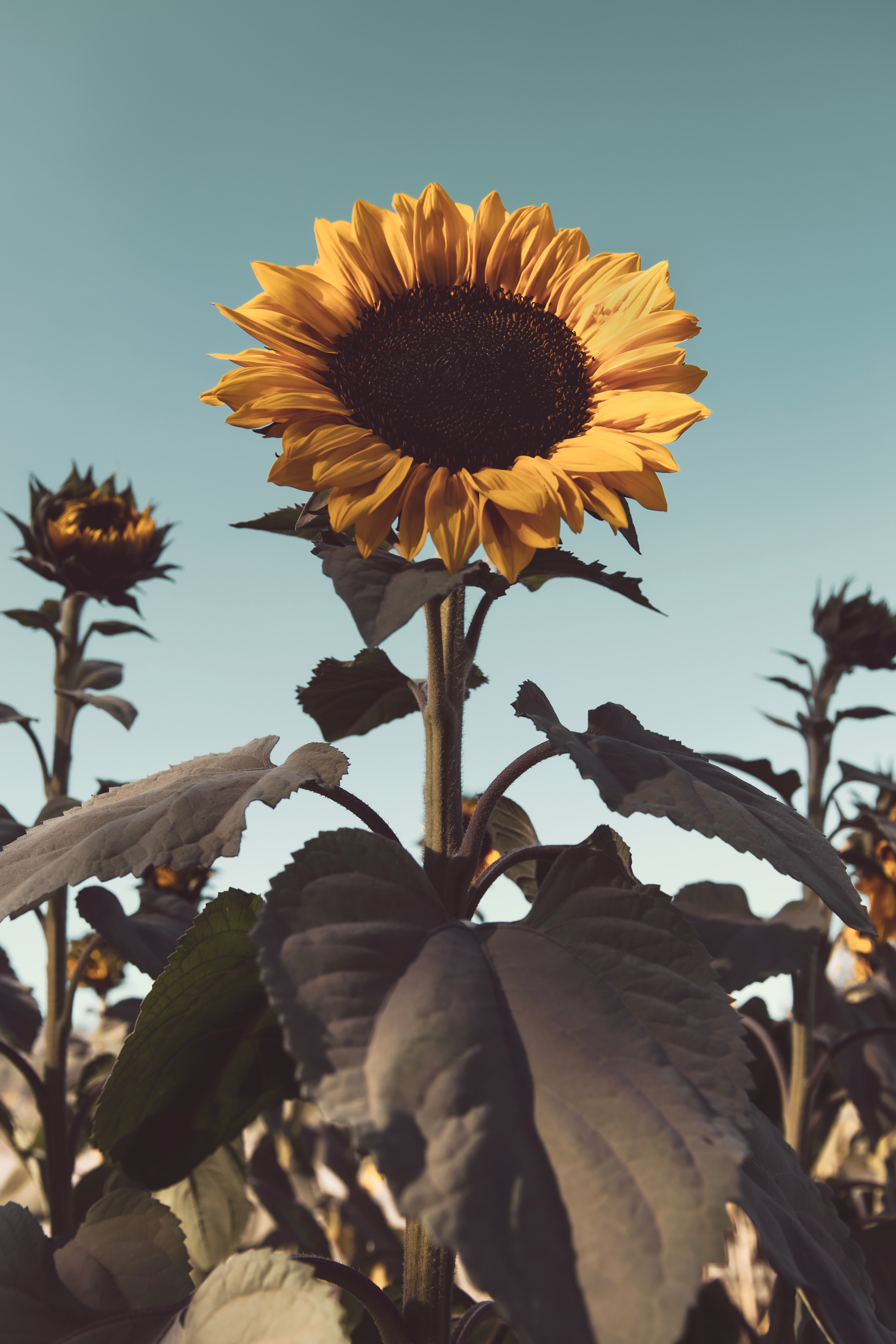 flowering, yellow, flowers, flower, plant, bloom, sunflower Smartphone Background