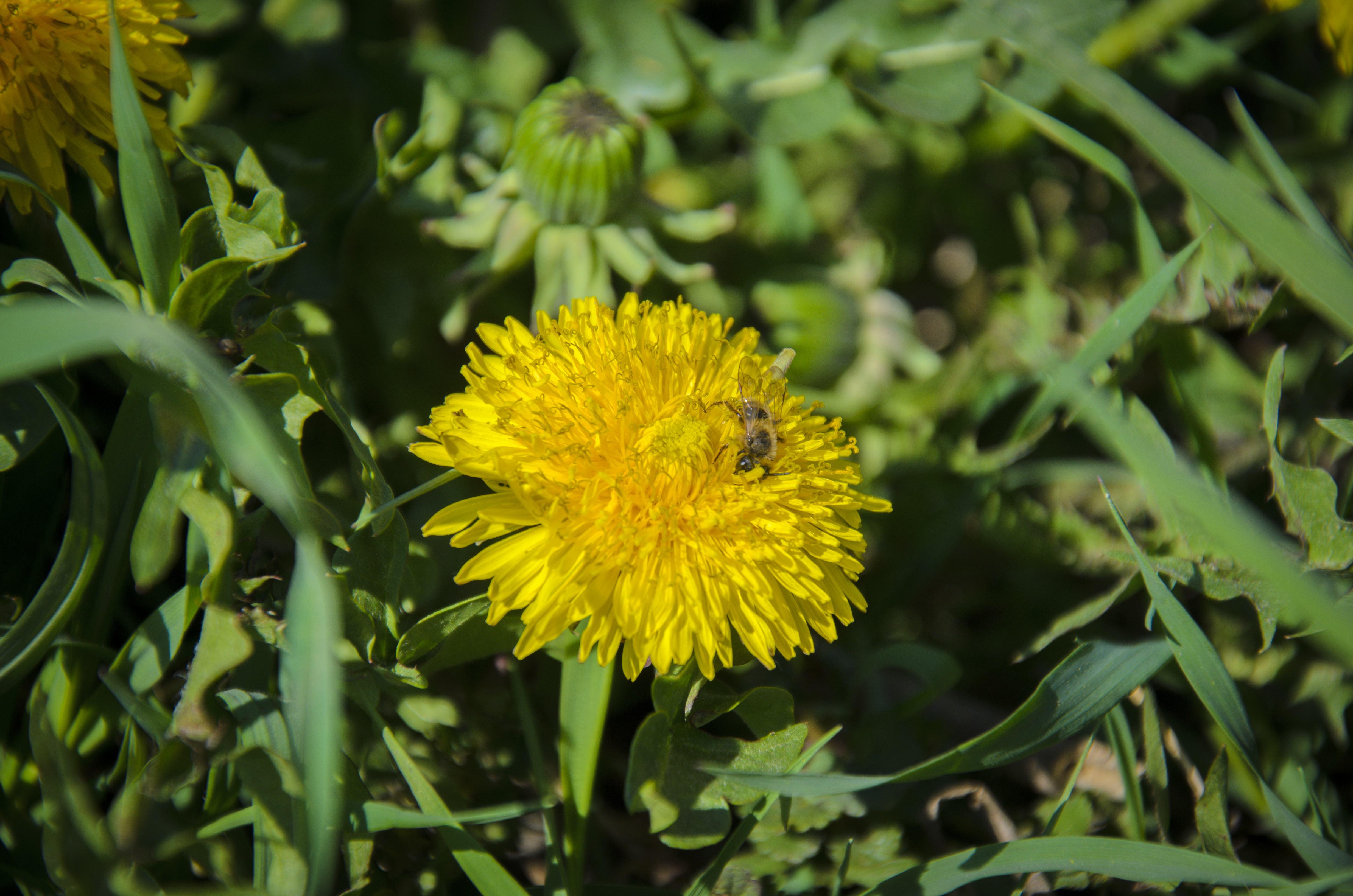Скачать картинку Цветок, Пчела, Одуванчик, Земля/природа в телефон бесплатно.