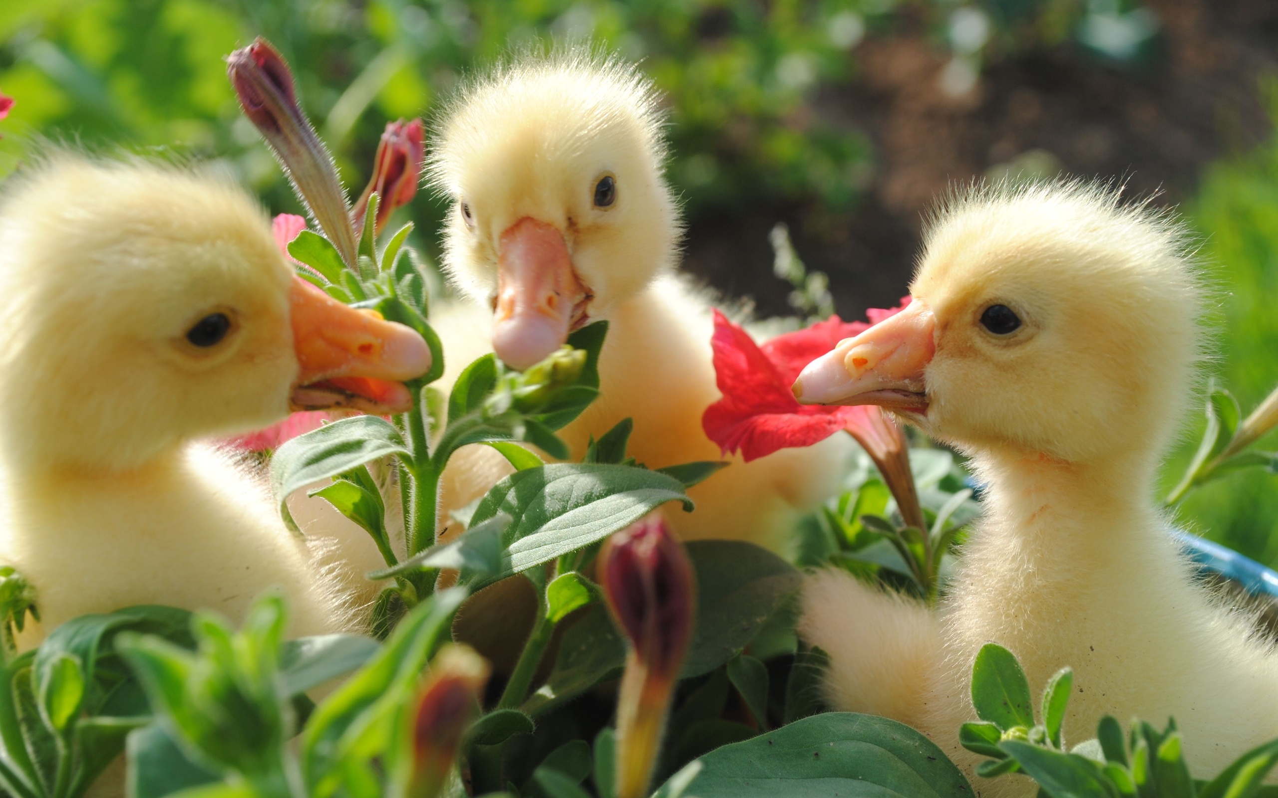 Laden Sie das Tiere, Ente-Bild kostenlos auf Ihren PC-Desktop herunter
