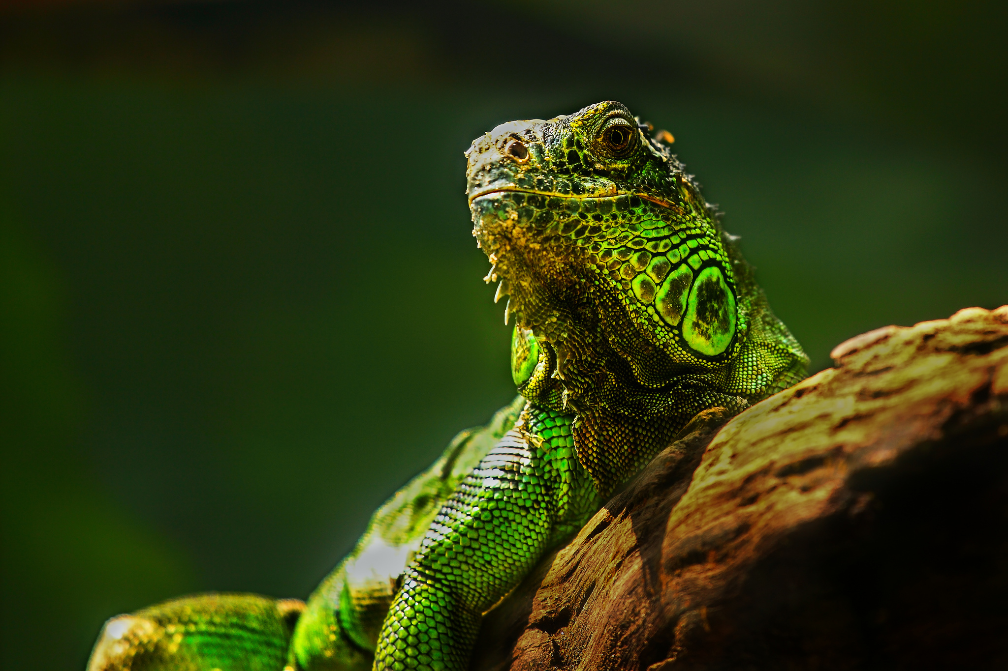 Téléchargez gratuitement l'image Animaux, Reptiles, Iguane sur le bureau de votre PC