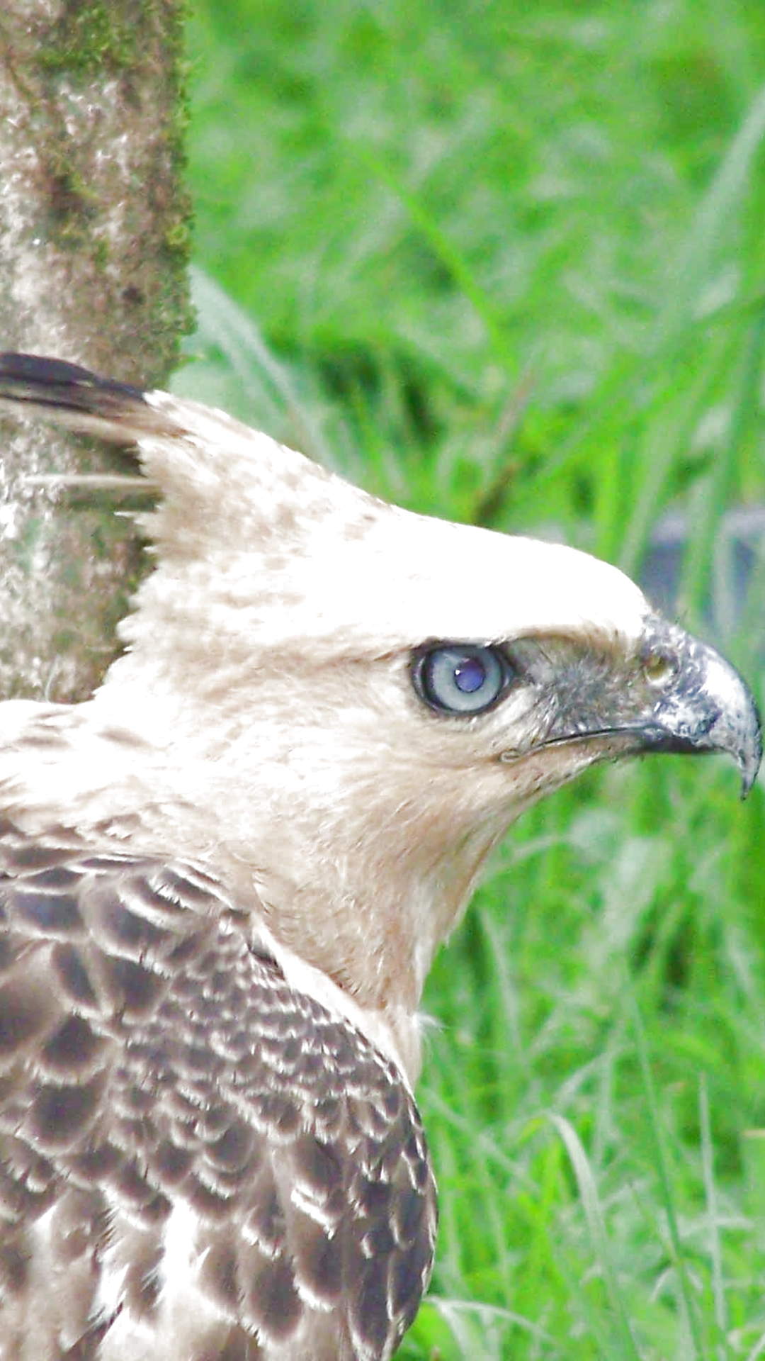 Download mobile wallpaper Eagle, Birds, Animal for free.