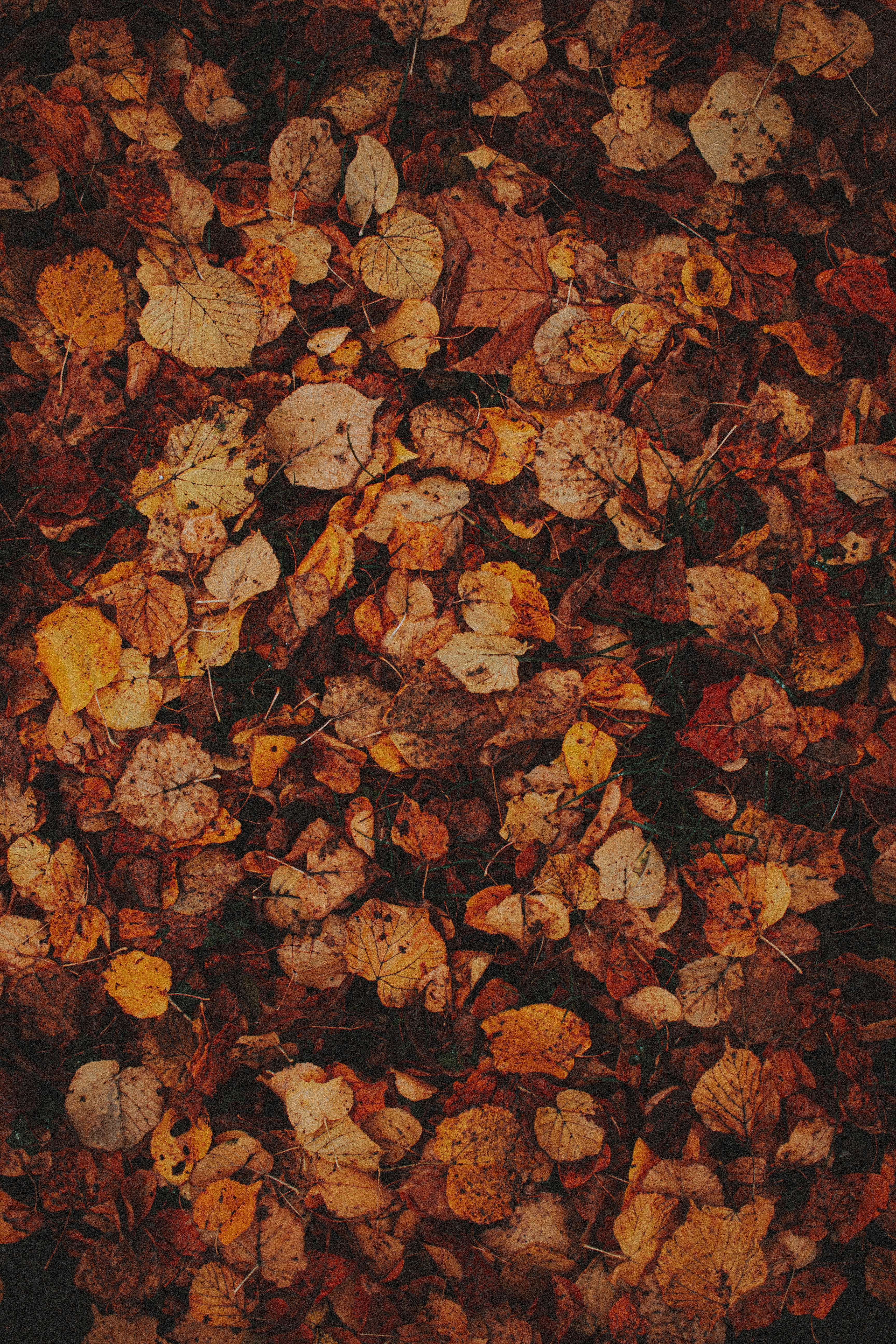 Handy-Wallpaper Herbst, Blätter, Braun, Trocken, Grass, Makro kostenlos herunterladen.