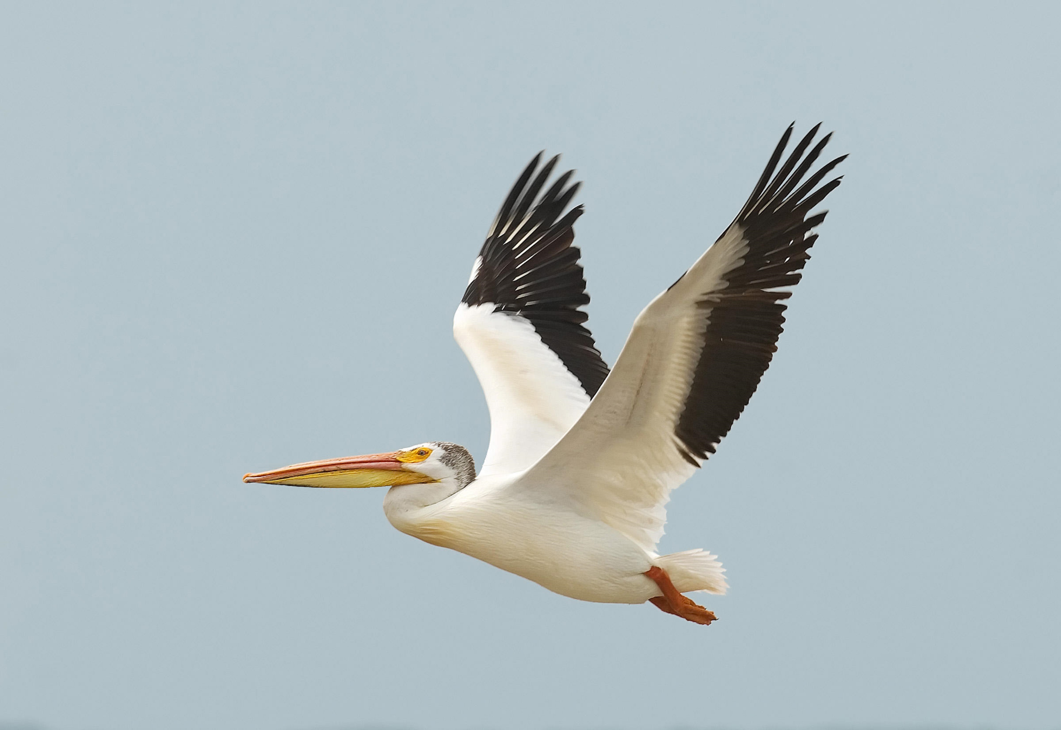 Laden Sie das Pelikan, Vögel, Tiere-Bild kostenlos auf Ihren PC-Desktop herunter