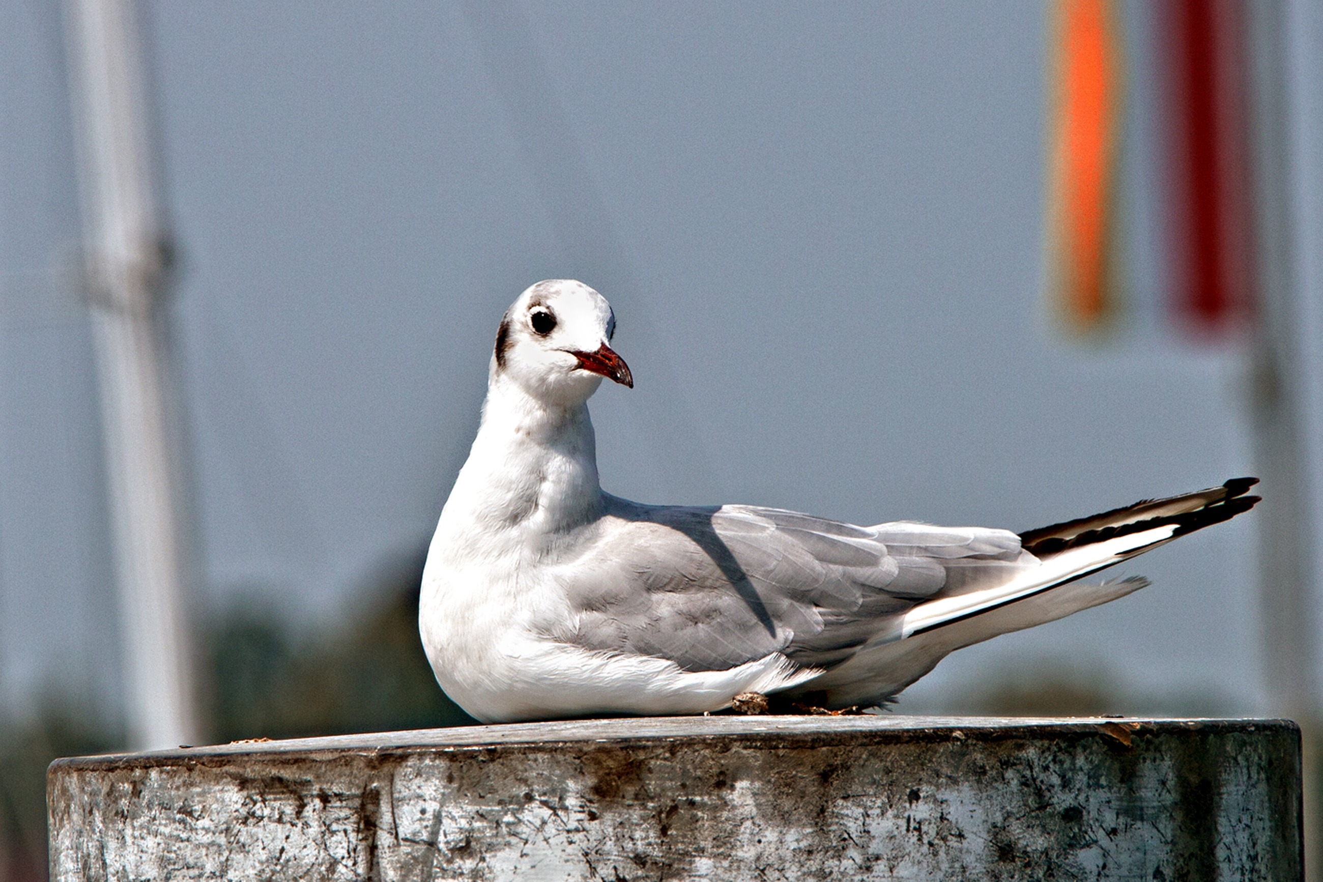 Free download wallpaper Animals, Bird, Sit, Gull, Beak, Seagull on your PC desktop