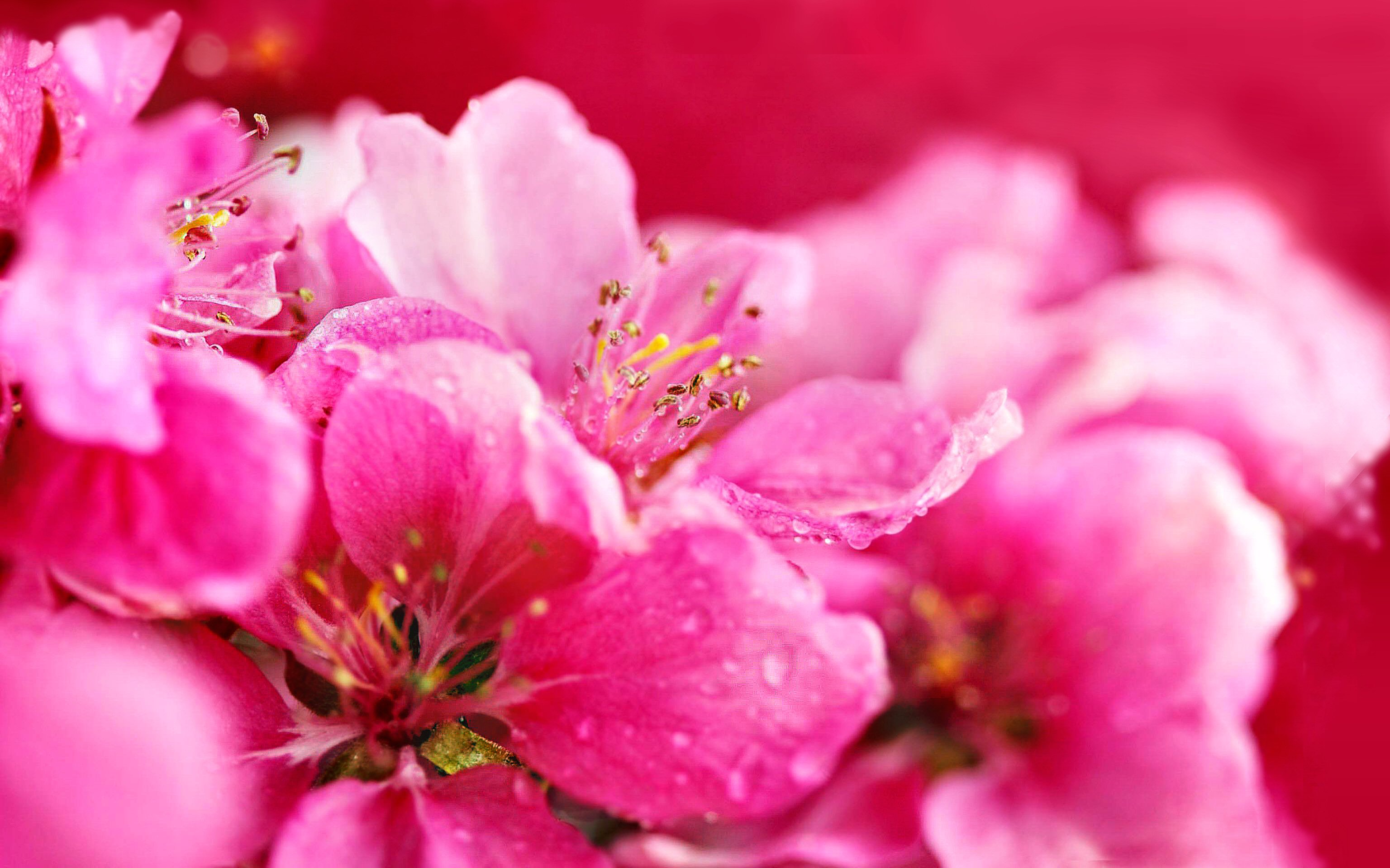 Завантажити шпалери безкоштовно Природа, Квітка, Земля, Рожевий картинка на робочий стіл ПК