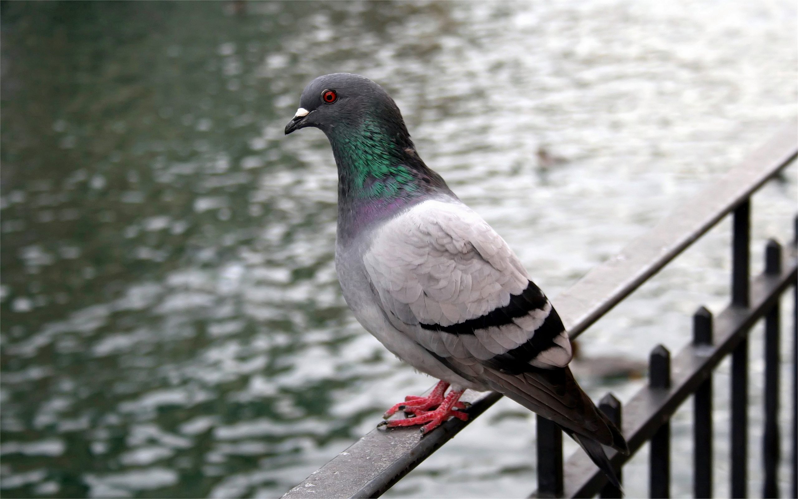 animal, pigeon, birds