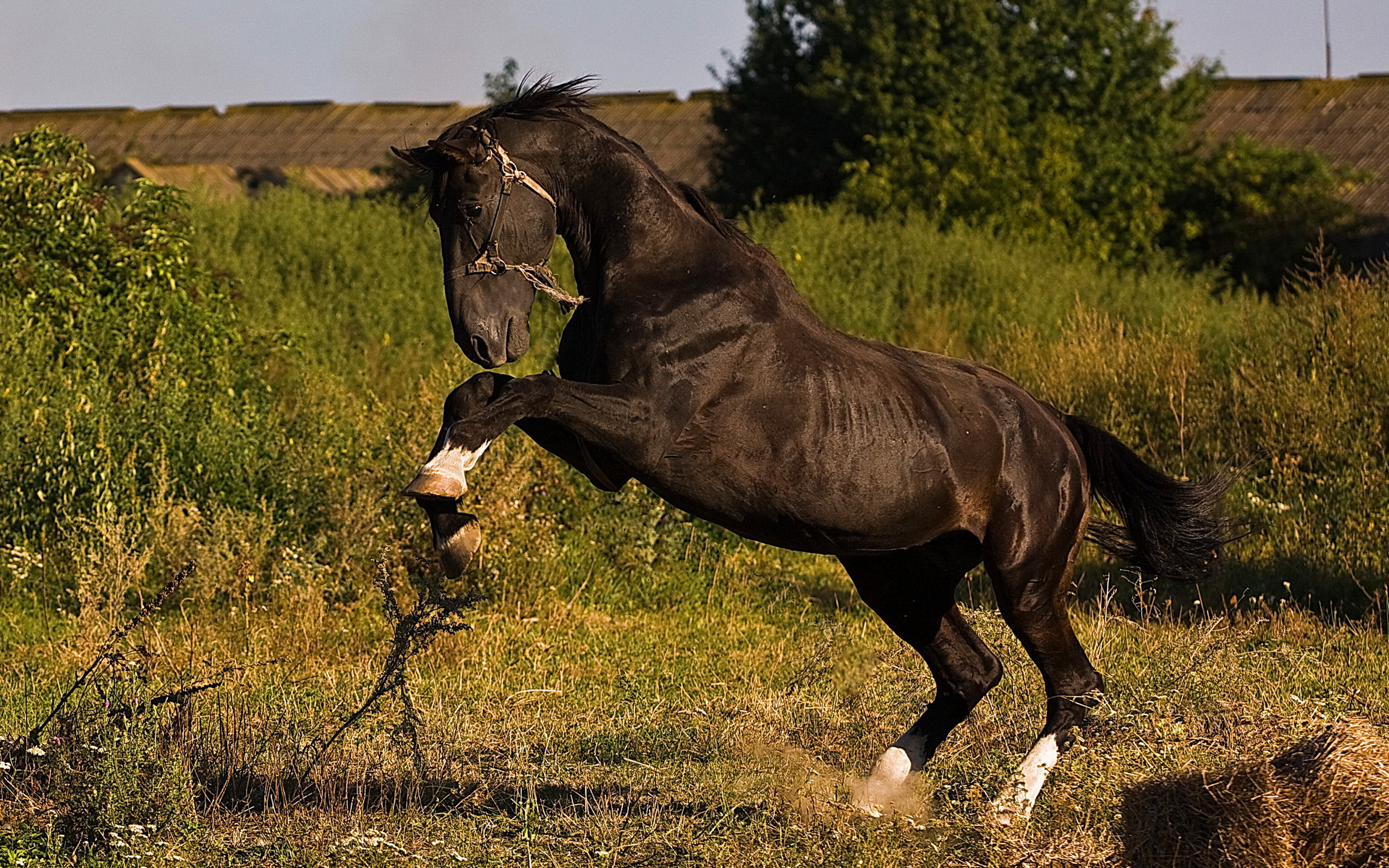 PCデスクトップに動物, 馬画像を無料でダウンロード