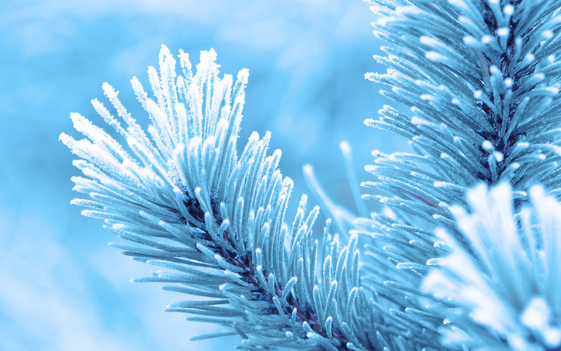 Free download wallpaper Winter, Nature, Close Up, Photography on your PC desktop