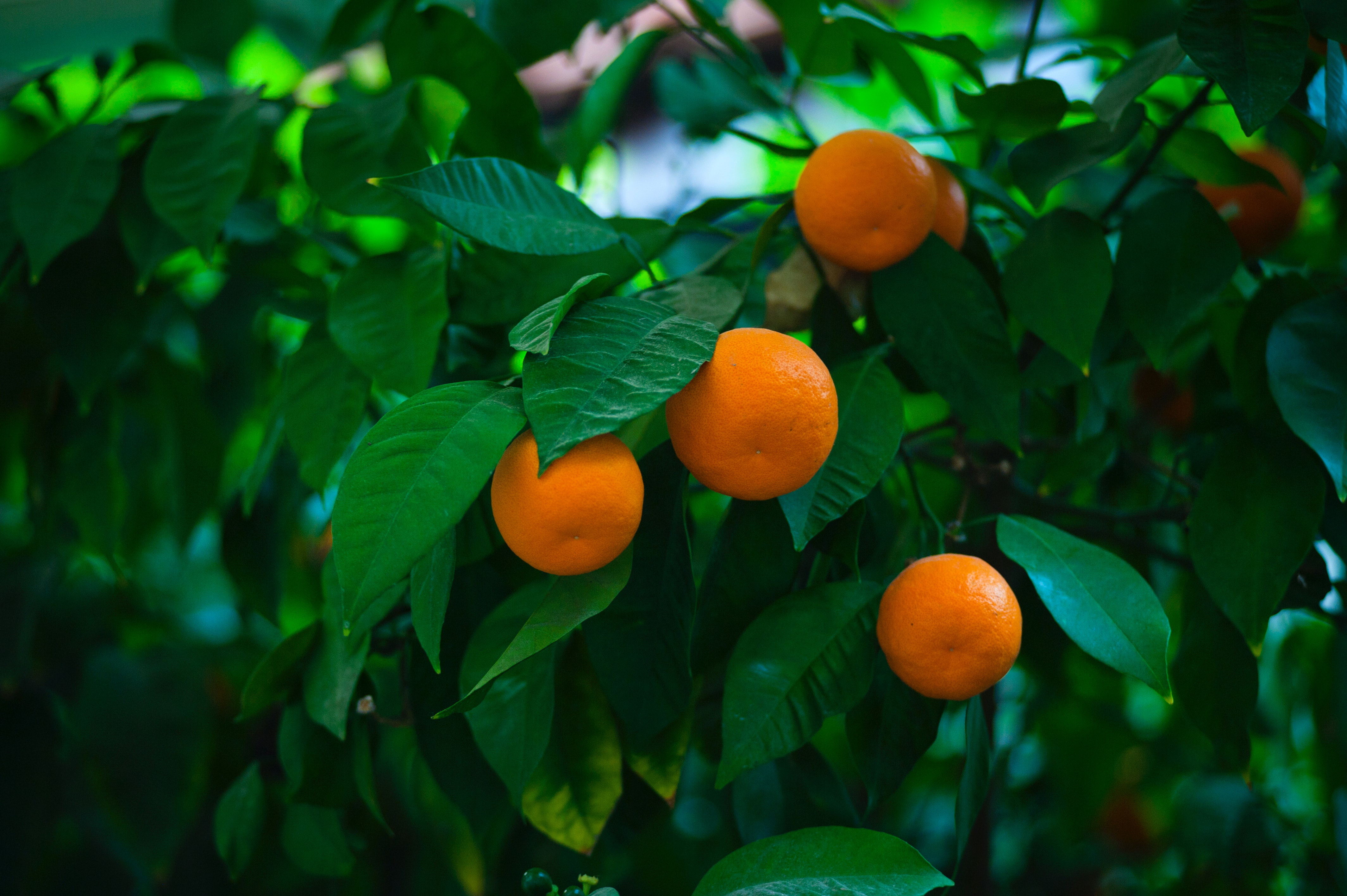 Laden Sie das Obst, Nahrungsmittel, Mandarine-Bild kostenlos auf Ihren PC-Desktop herunter