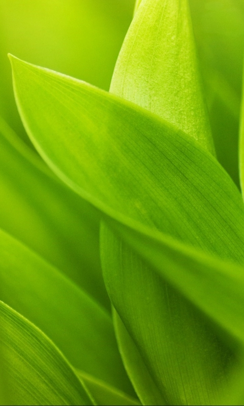 Download mobile wallpaper Nature, Grass, Close Up, Earth for free.