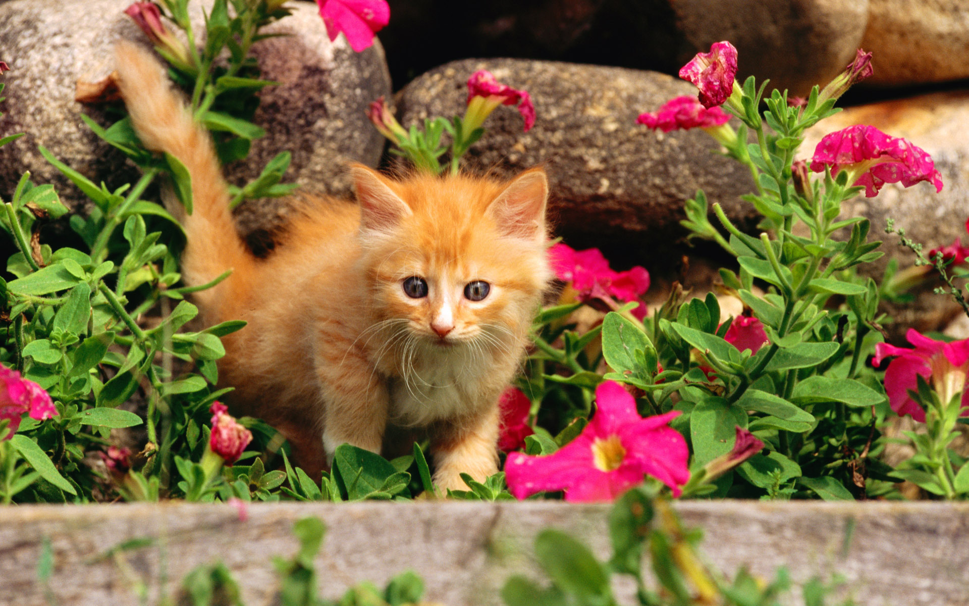 Handy-Wallpaper Kätzchen, Katze, Katzen, Tiere, Süß kostenlos herunterladen.