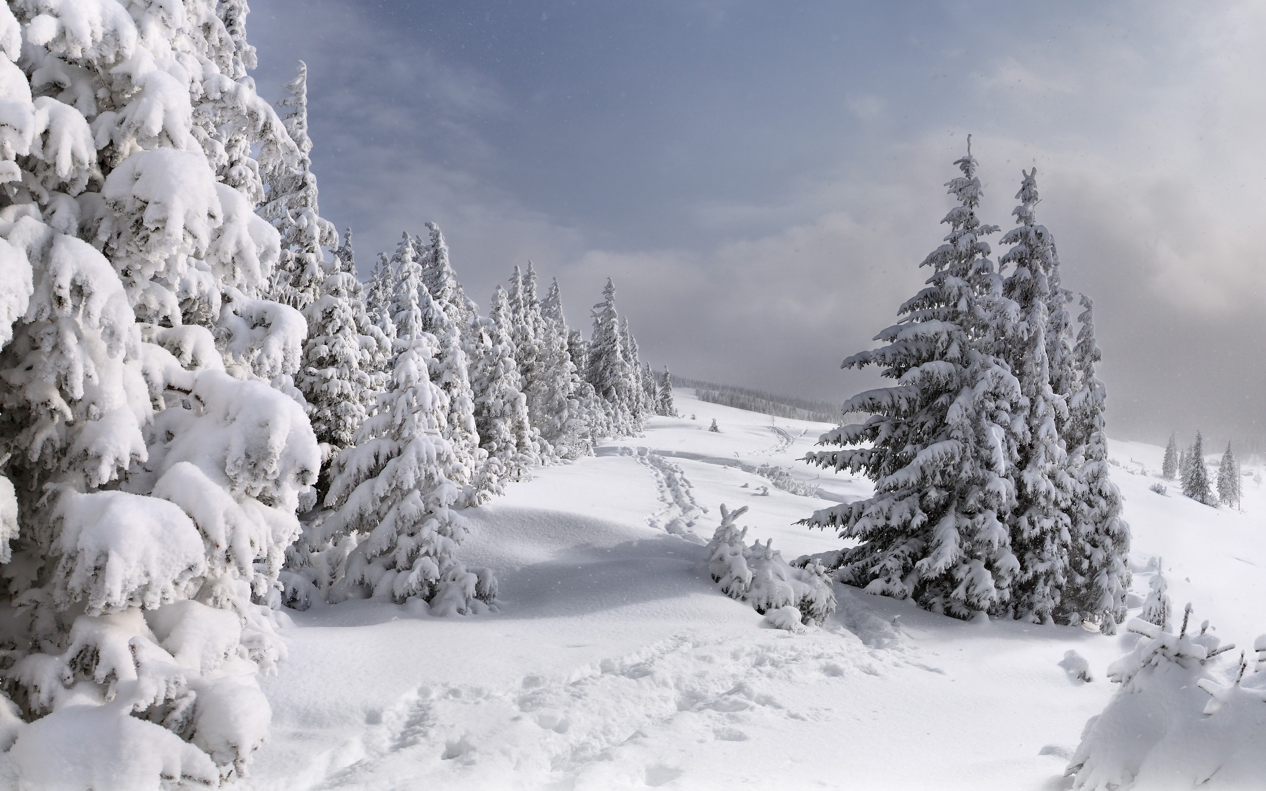 Download mobile wallpaper Winter, Snow, Forest, Tree, Earth for free.