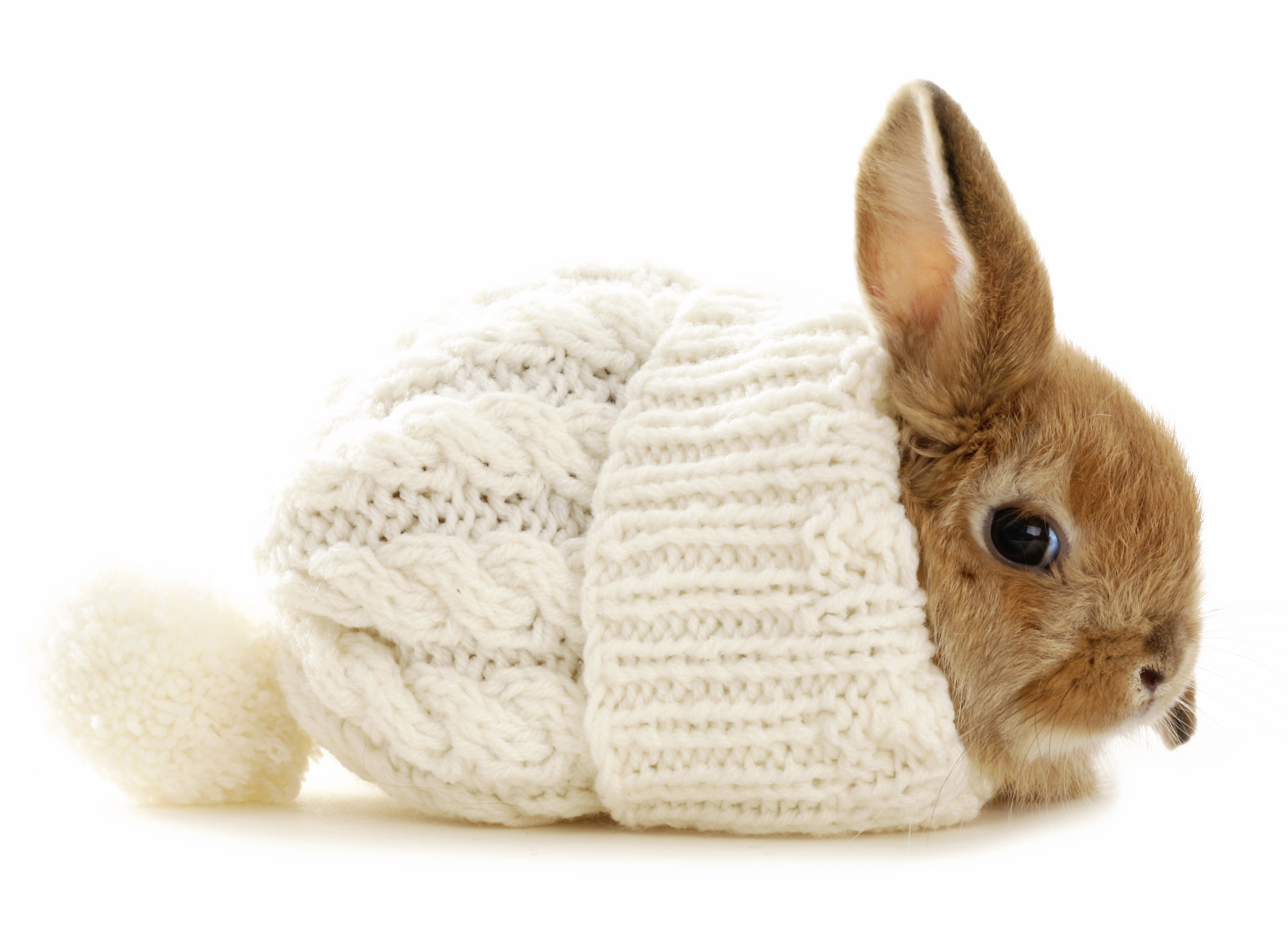 Free download wallpaper Animal, Rabbit on your PC desktop