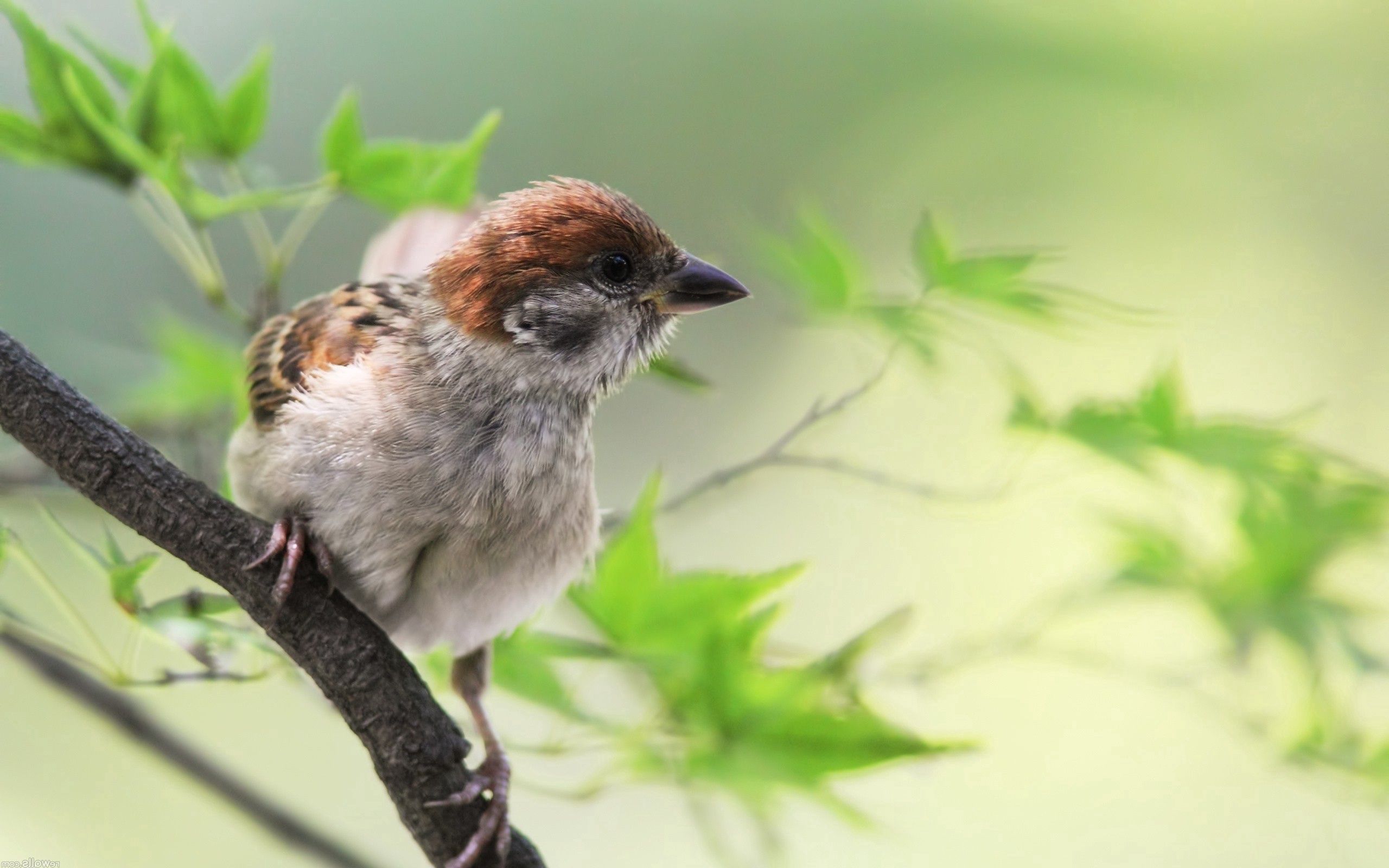 greens, animals, bird, sit, sparrow, branch HD for desktop 1080p