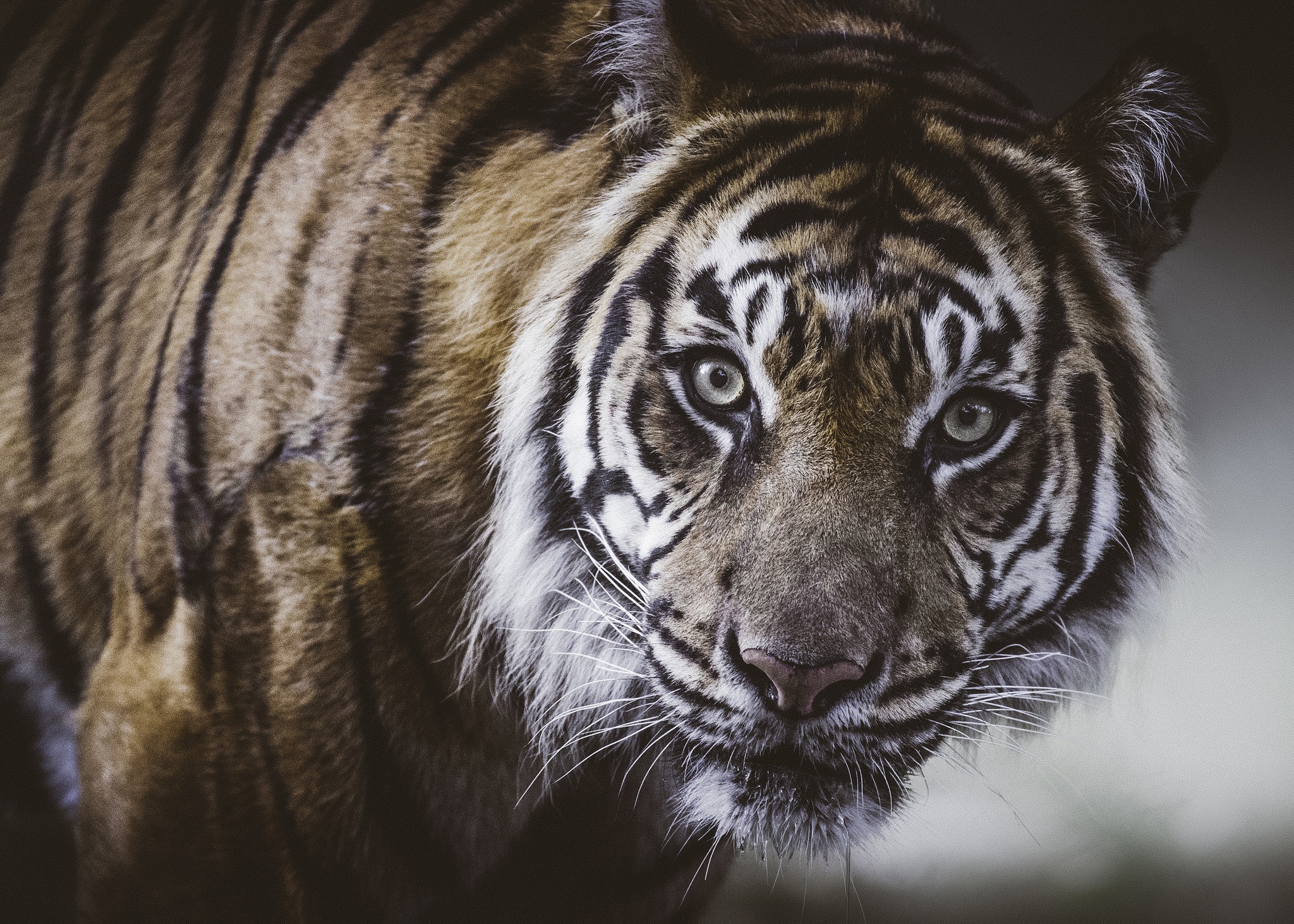 無料モバイル壁紙動物, 猫, 虎, 見詰めるをダウンロードします。