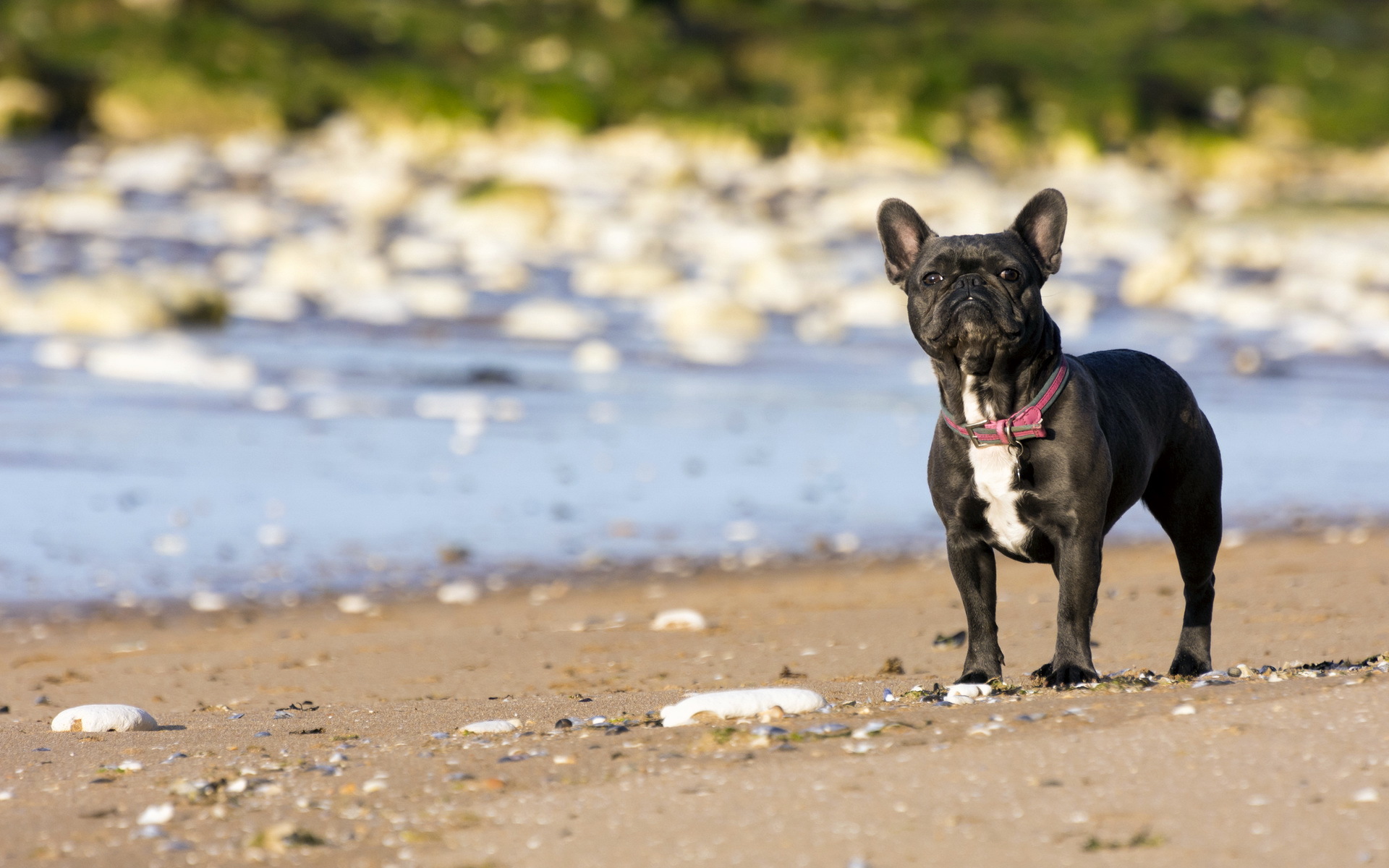 304240 descargar imagen bulldog francés, animales, perros: fondos de pantalla y protectores de pantalla gratis