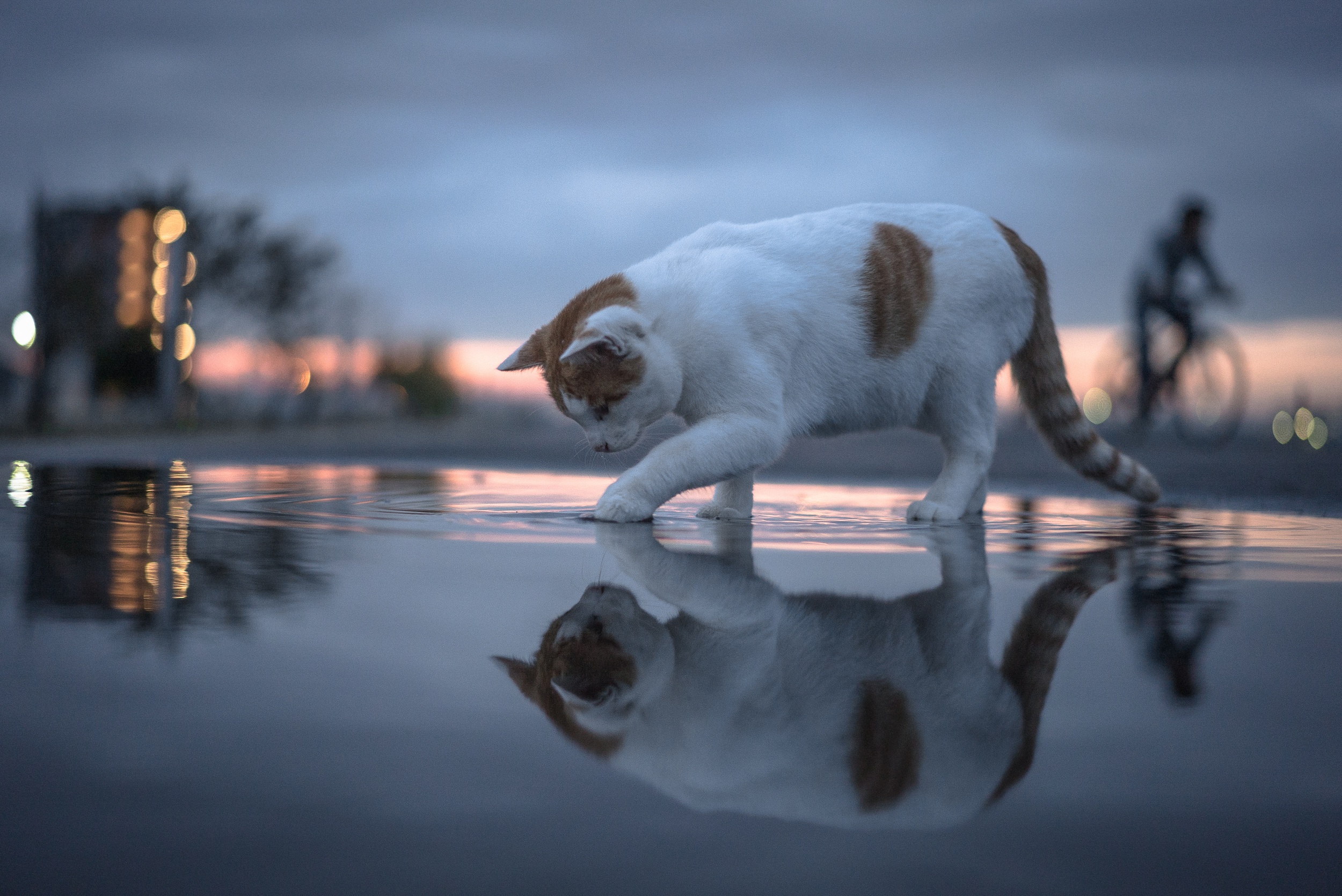 Laden Sie das Tiere, Katzen, Wasser, Katze, Spiegelung, Tiefenschärfe-Bild kostenlos auf Ihren PC-Desktop herunter